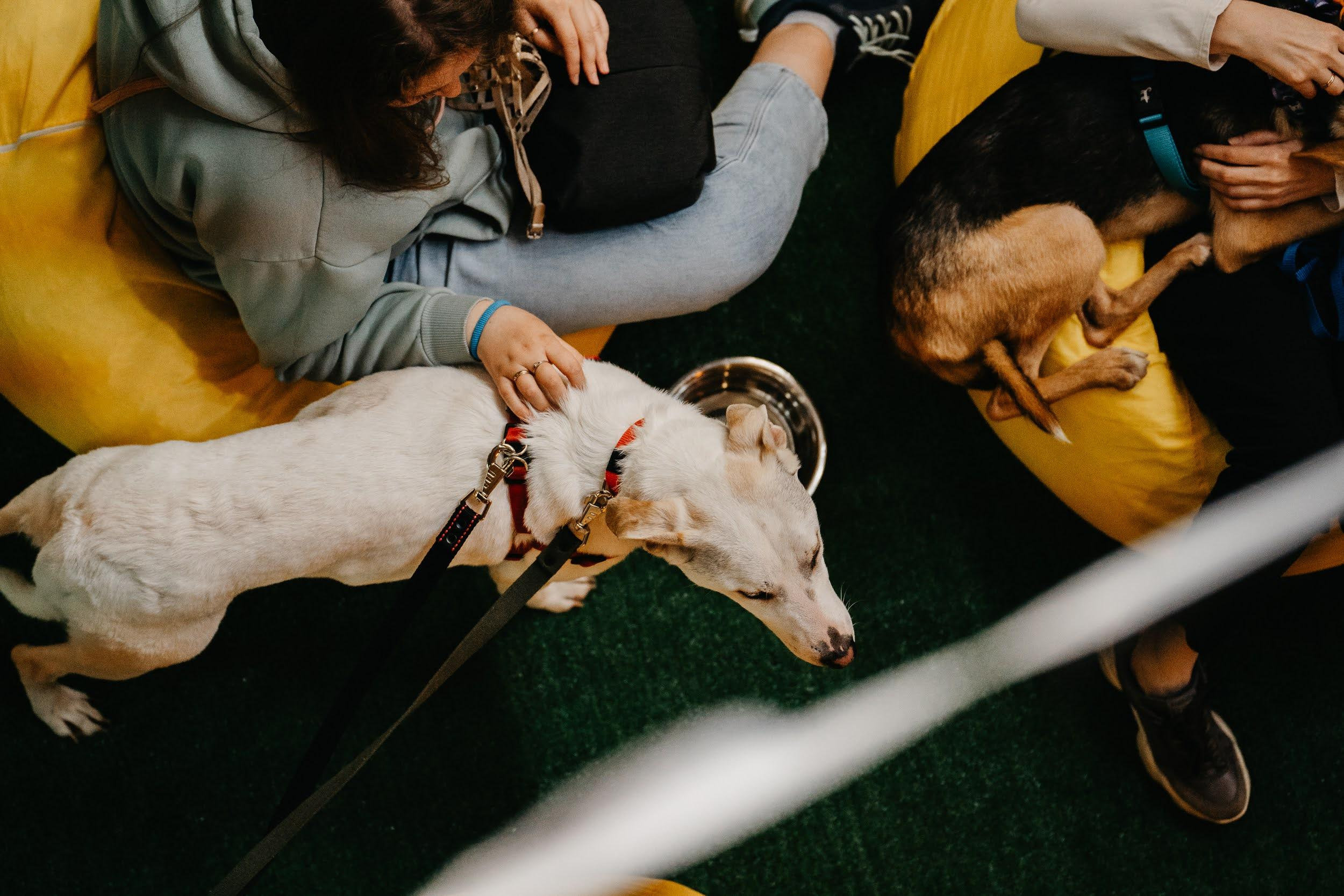 Shelter dogs. Real moments between people and their dogs