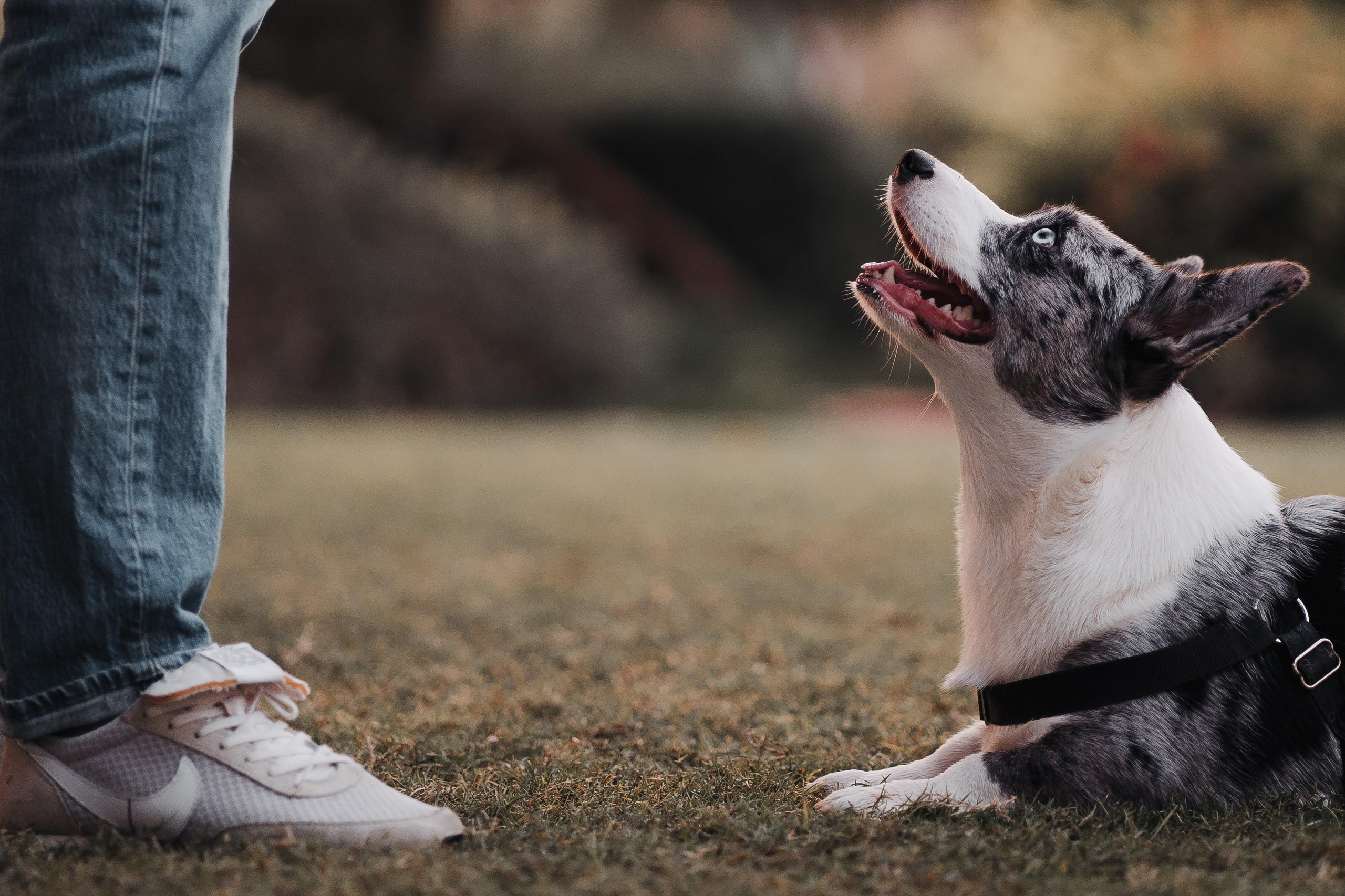 Family photo shoot. Real moments between people and their dogs