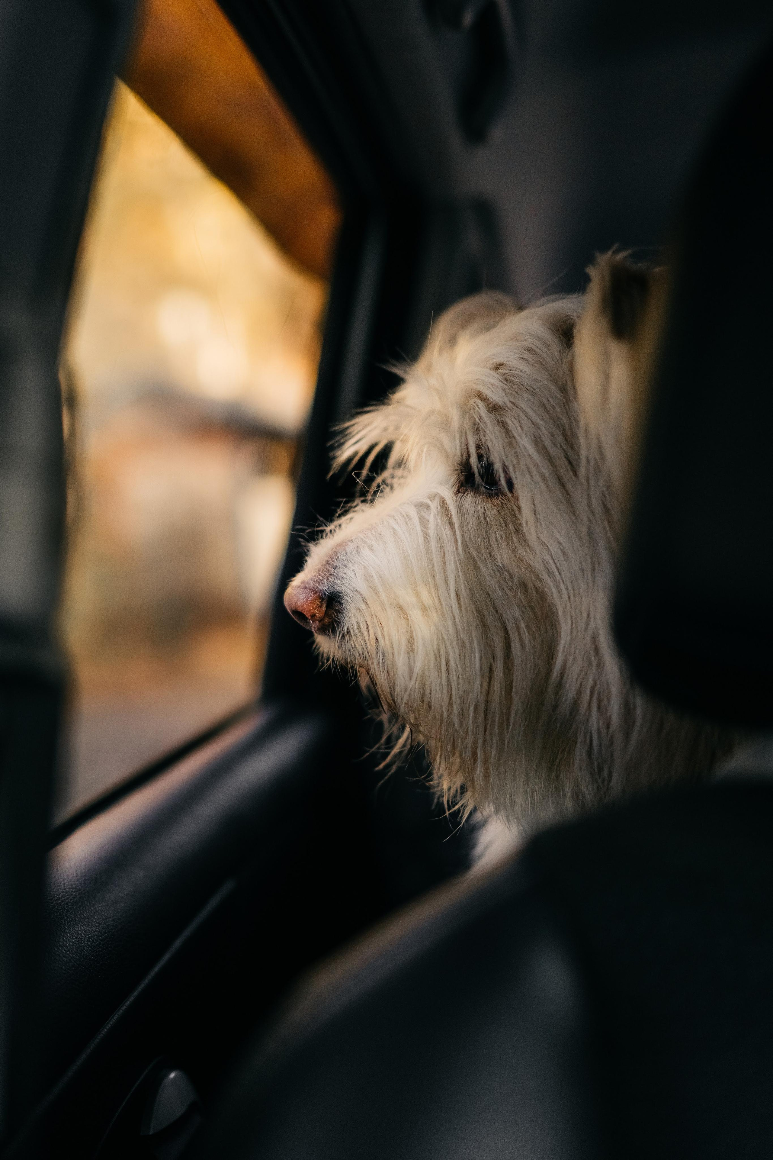 Julia and Marta. Real moments between people and their dogs
