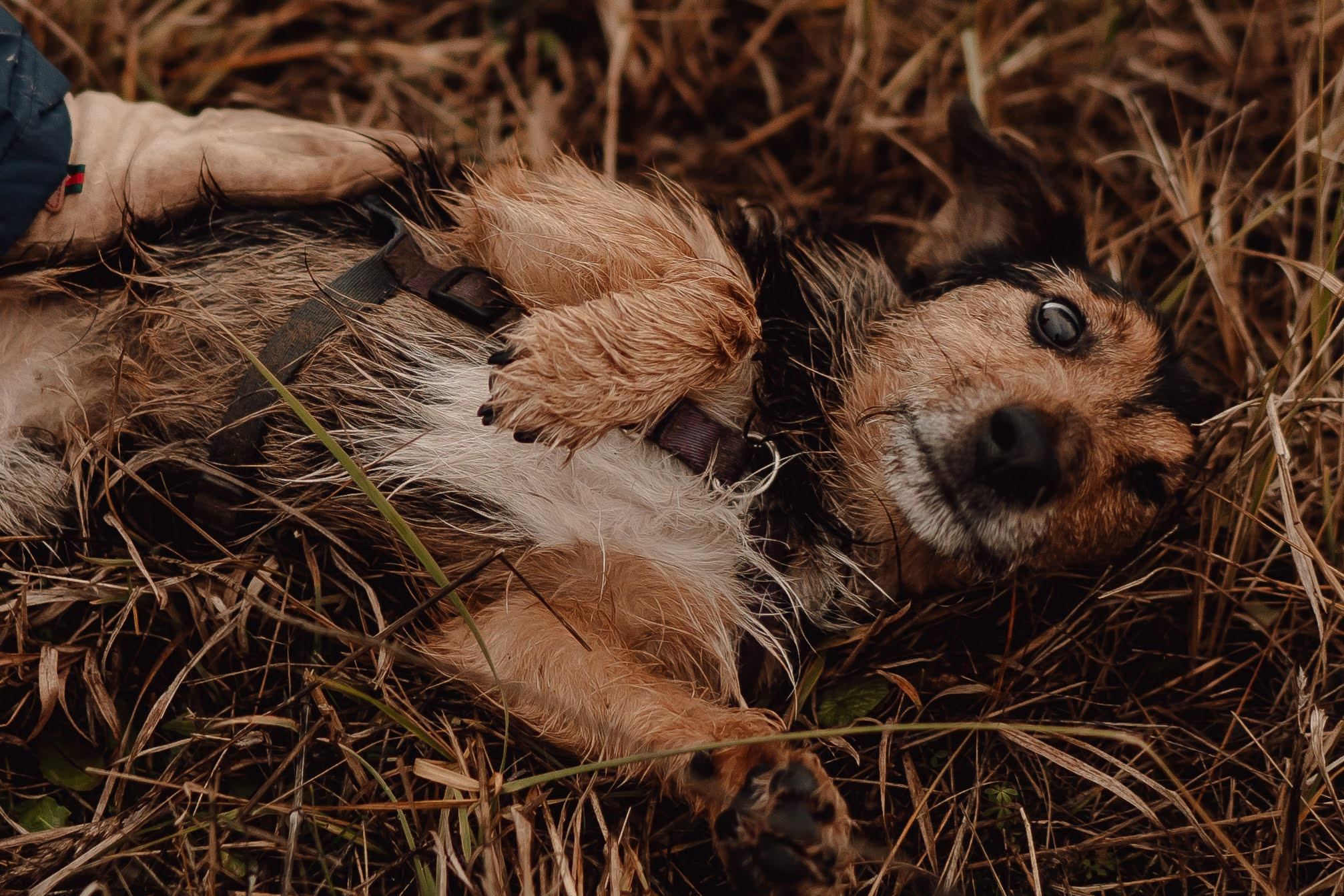Are they looking for or have found a family. Real moments between people and their dogs