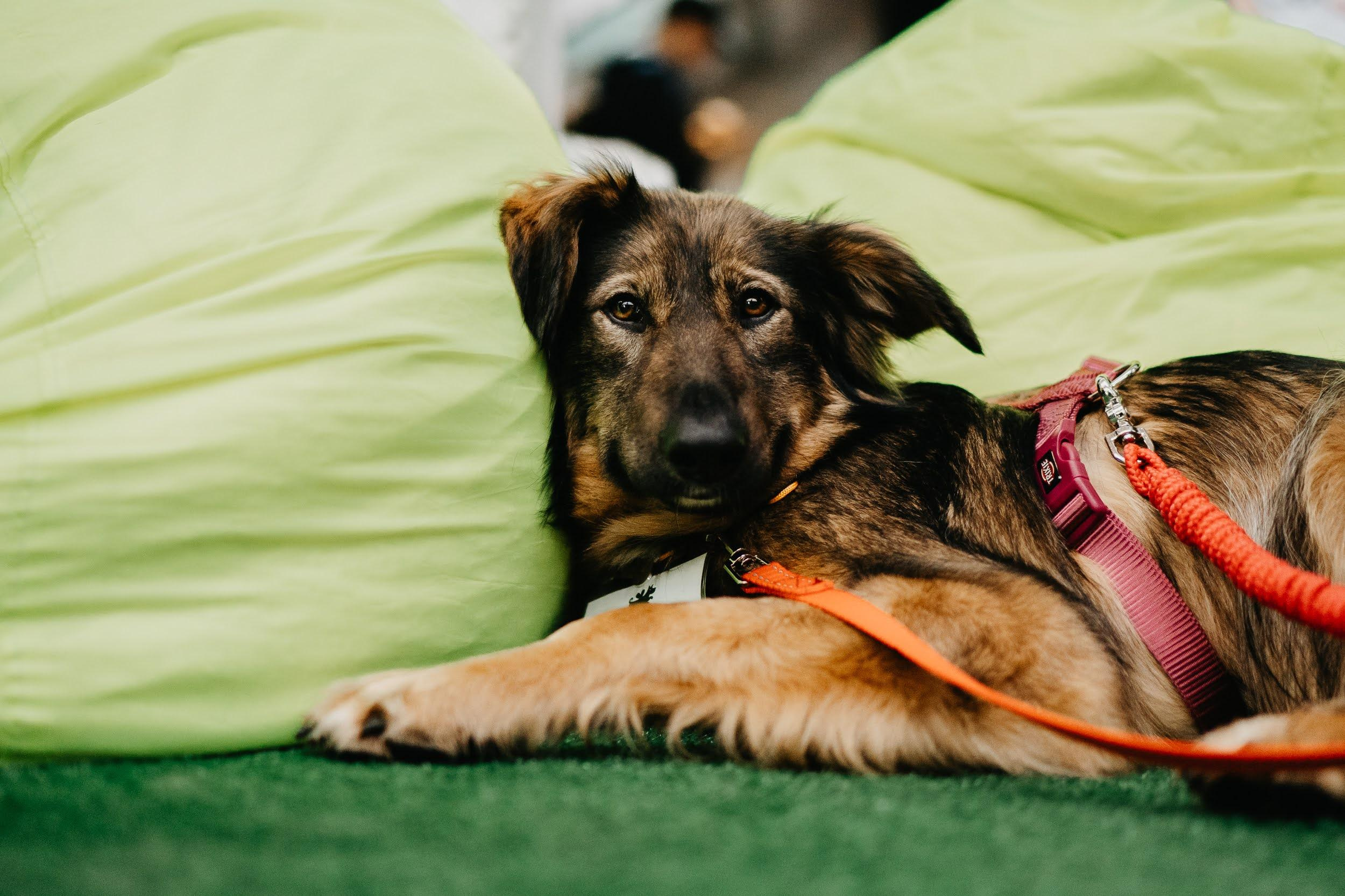 Shelter dogs. Real moments between people and their dogs