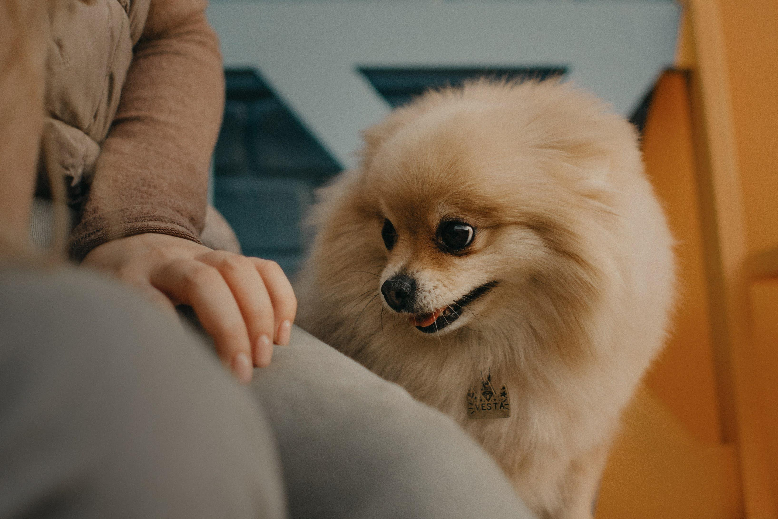 Anastasia and Vesta. Real moments between people and their dogs