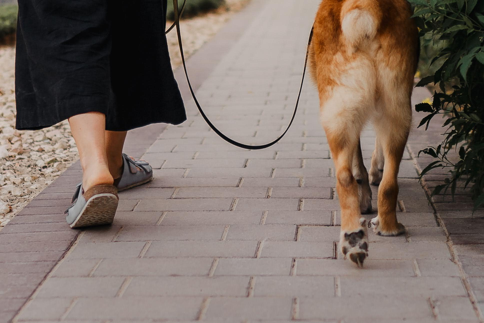 Violet and Hvostik. Real moments between people and their dogs