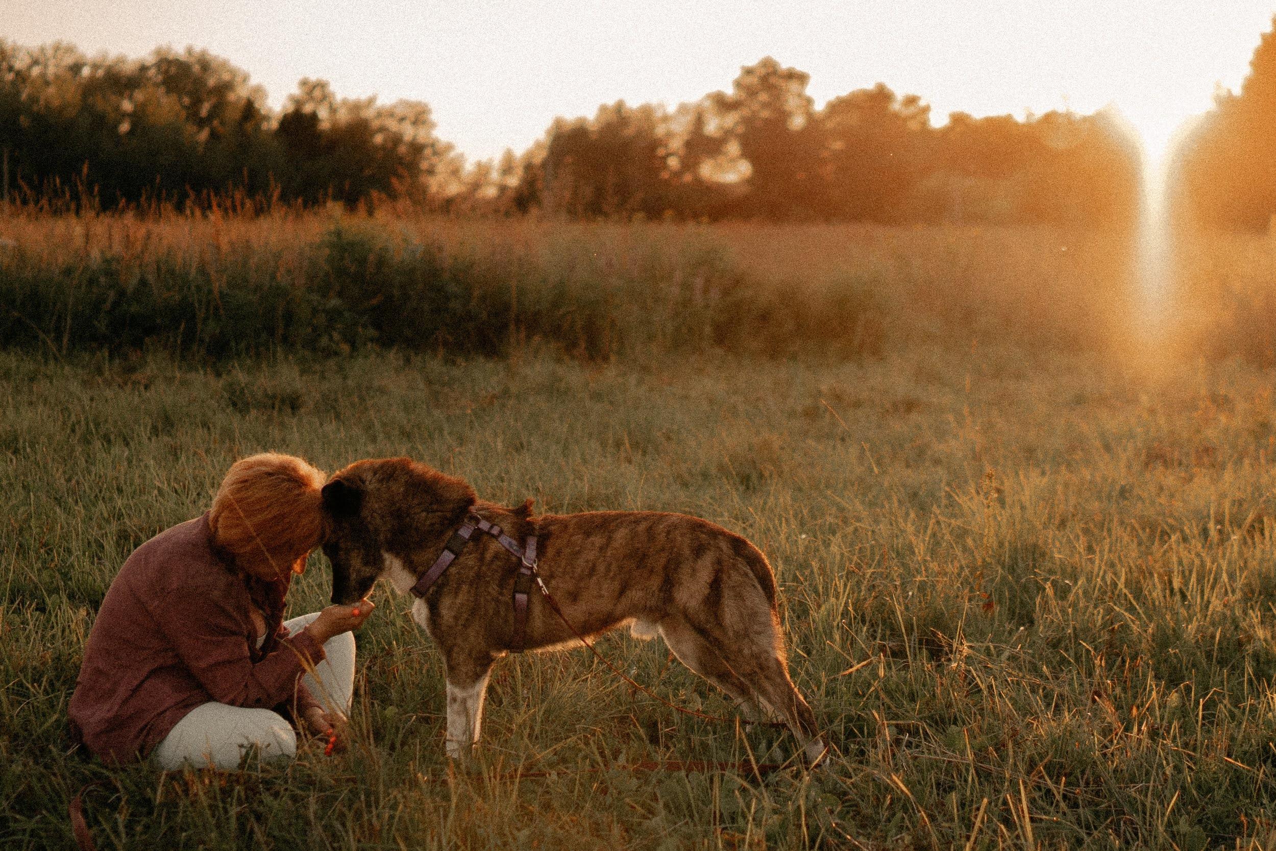 Are they looking for or have found a family. Real moments between people and their dogs