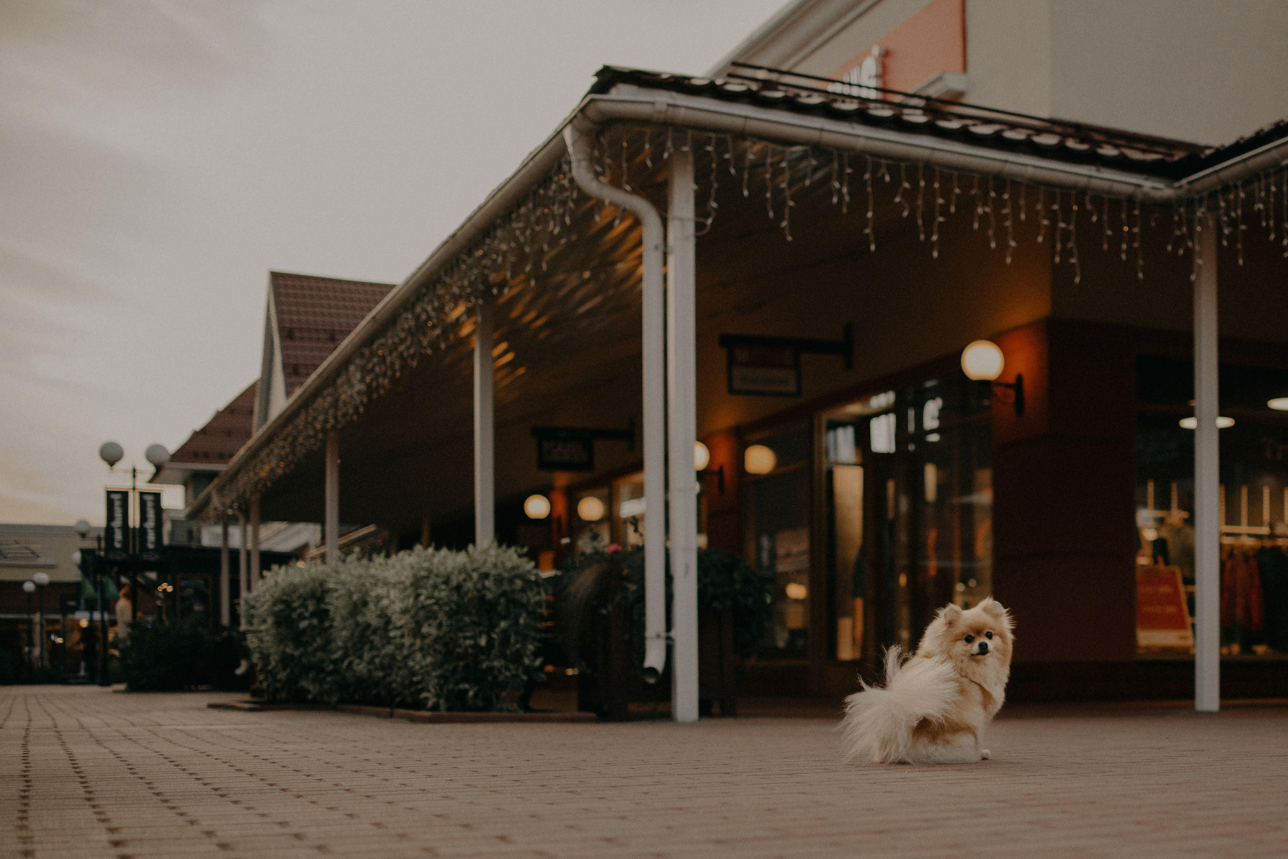 Anastasia and Vesta. Real moments between people and their dogs