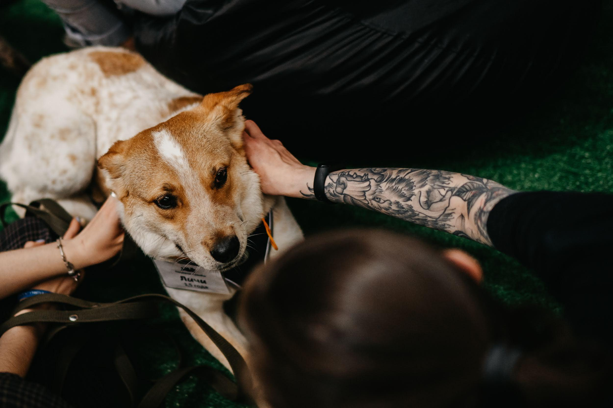 Shelter dogs. Real moments between people and their dogs