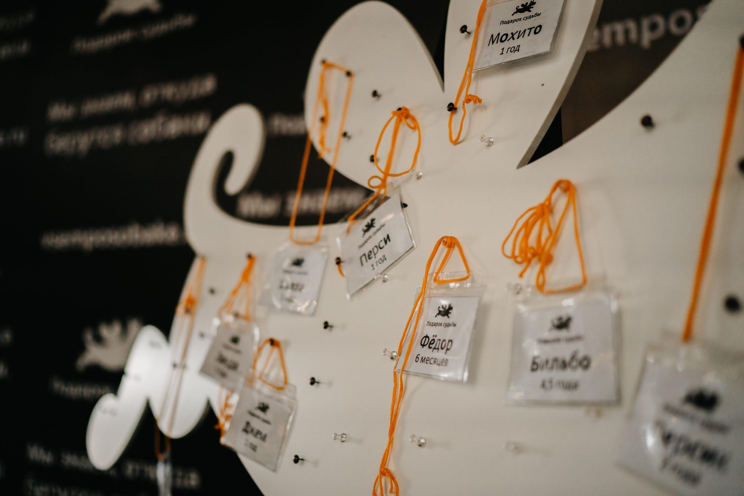 Shelter dogs. Real moments between people and their dogs