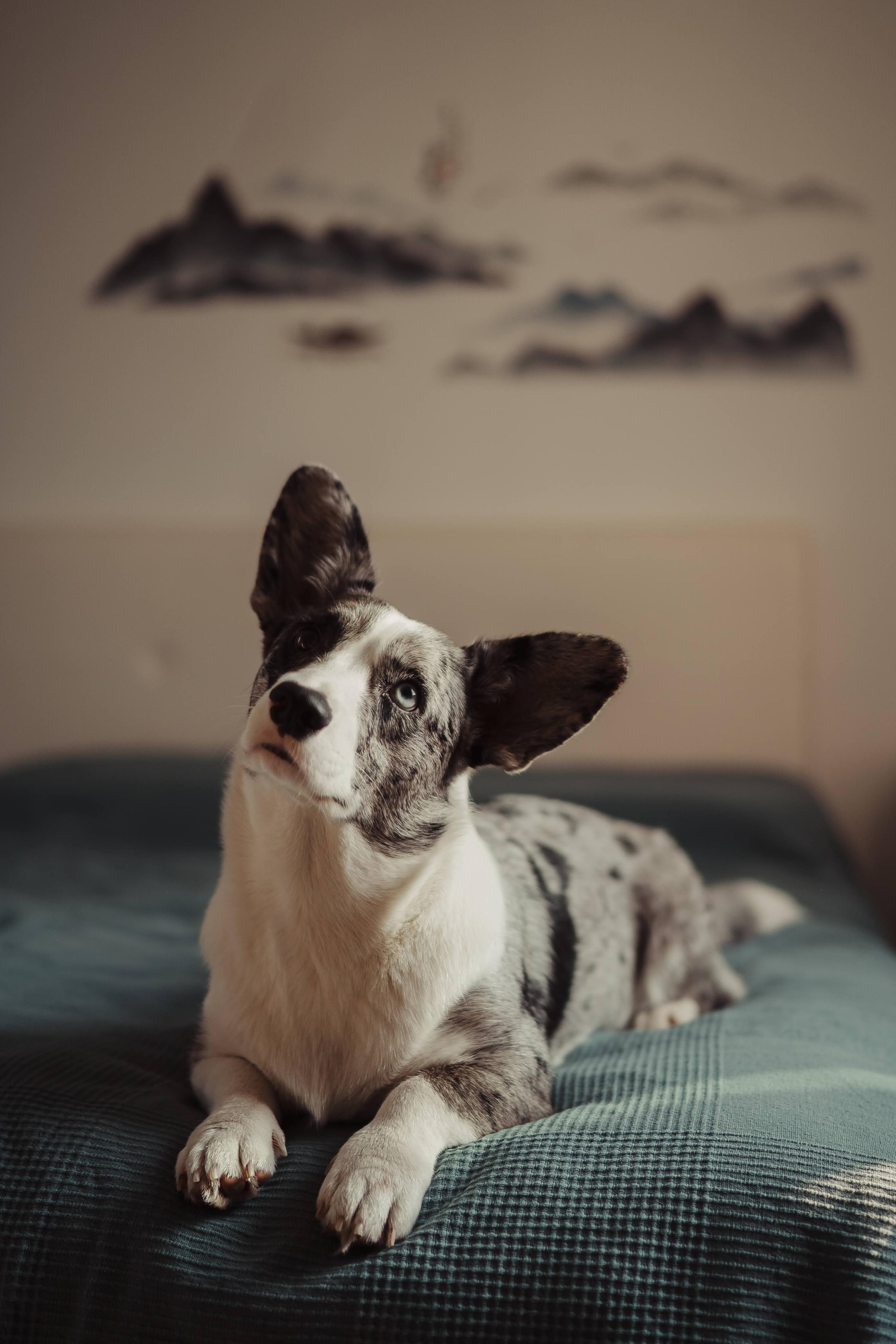 Family photo shoot. Real moments between people and their dogs