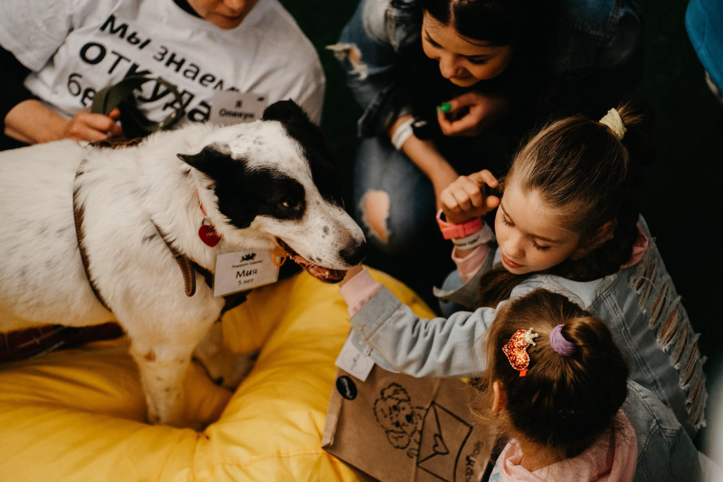 Shelter dogs. Real moments between people and their dogs