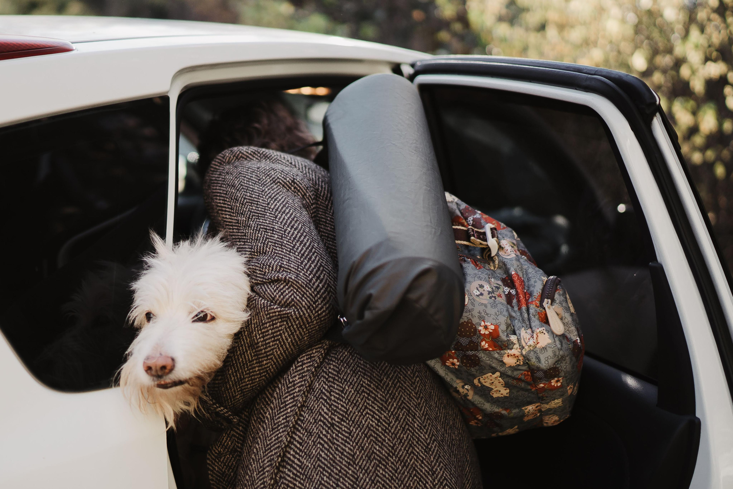 Julia and Marta. Real moments between people and their dogs