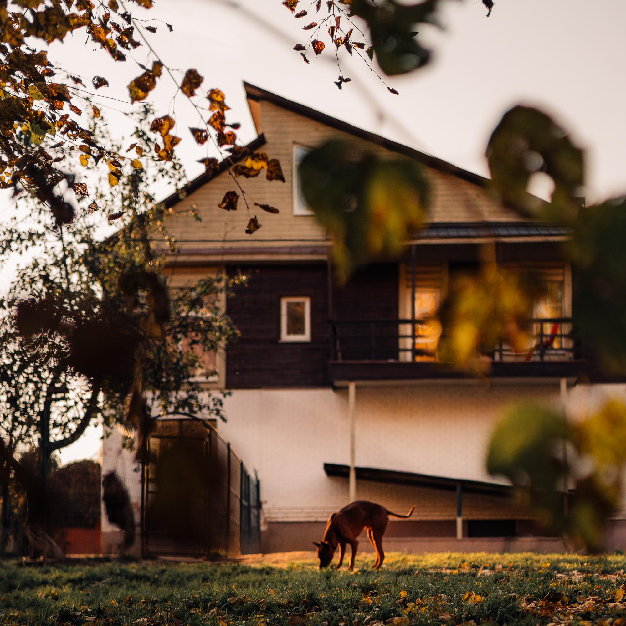 Are they looking for or have found a family. Real moments between people and their dogs