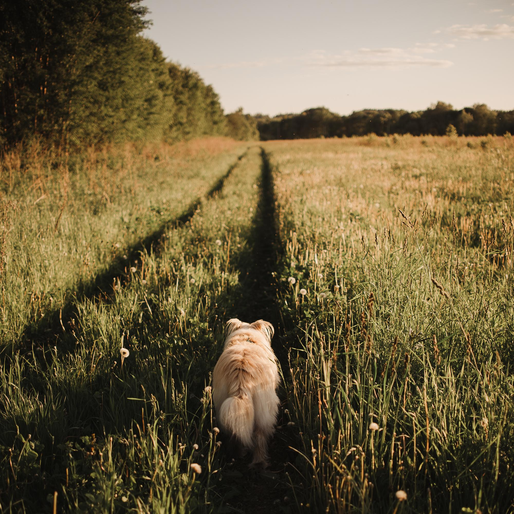 Julia and Marta. Real moments between people and their dogs