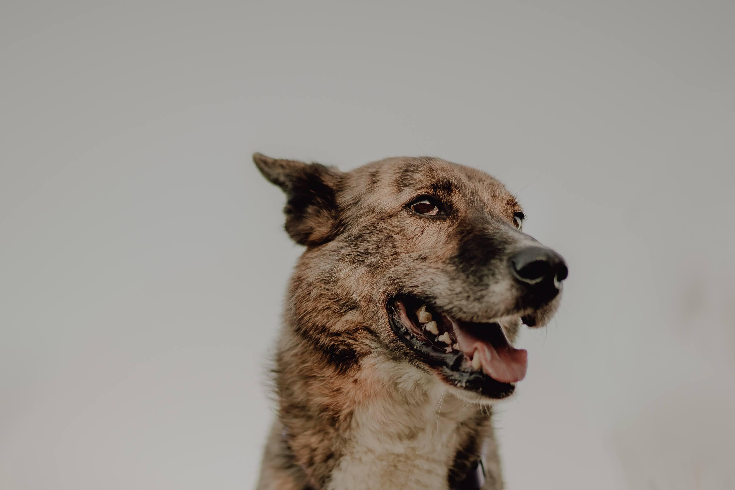 Are they looking for or have found a family. Real moments between people and their dogs