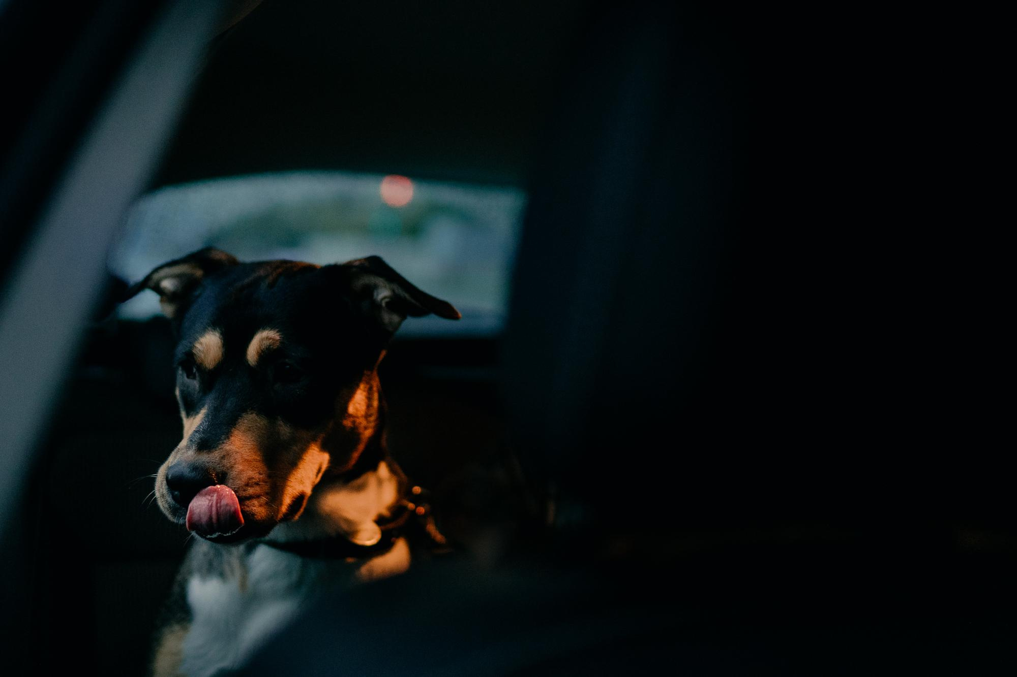 Elena and Molli. Real moments between people and their dogs