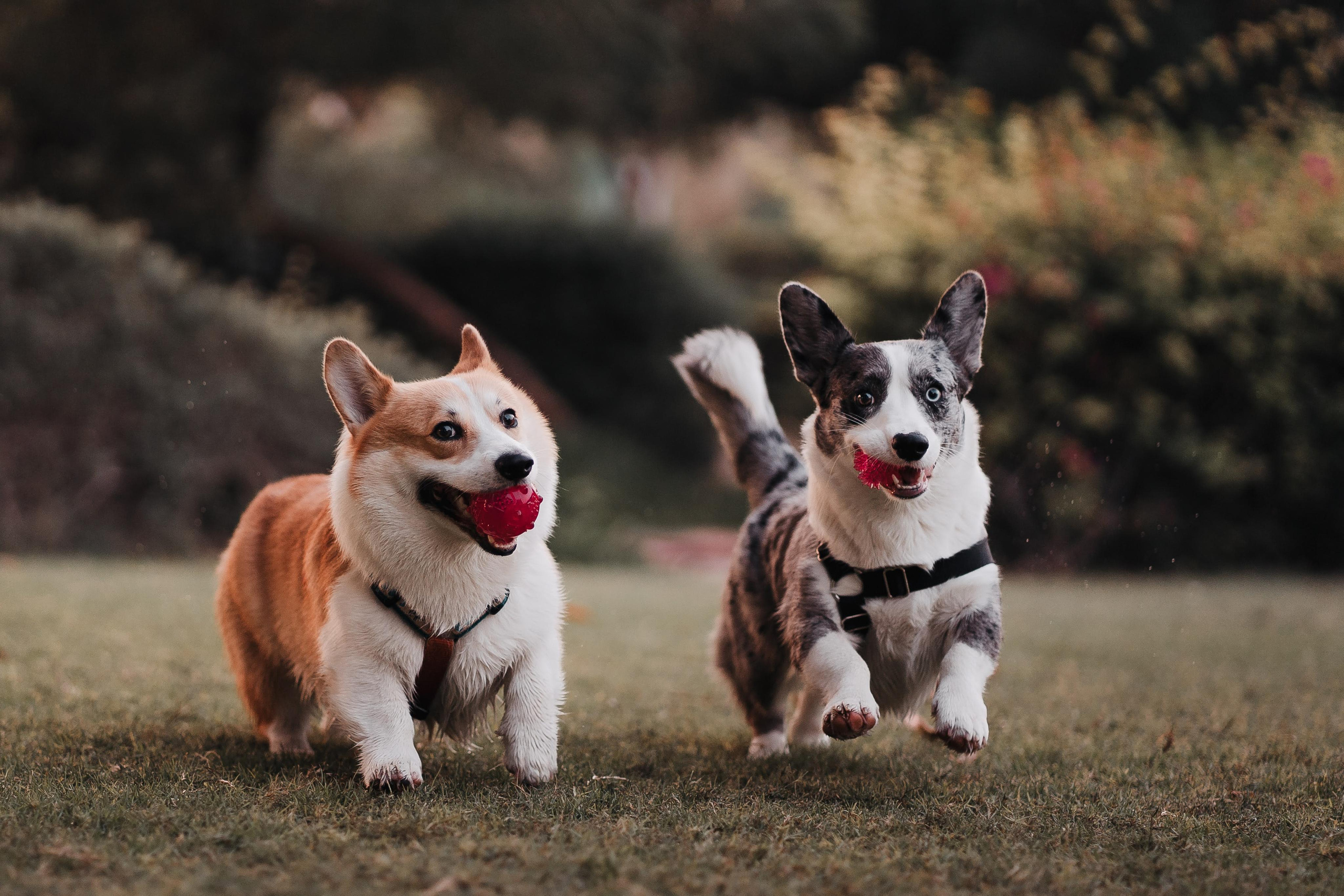 Family photo shoot. Real moments between people and their dogs
