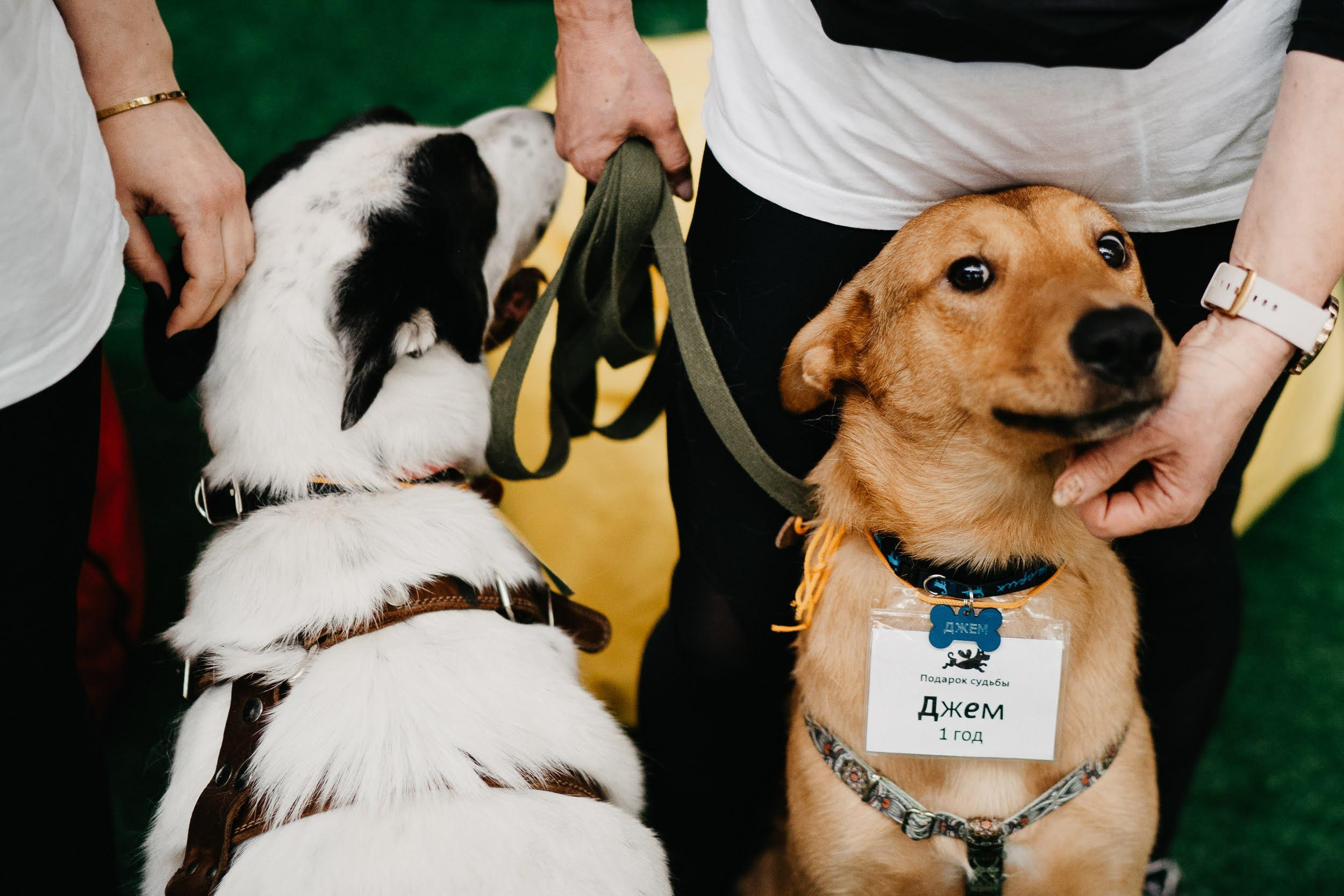 Shelter dogs. Real moments between people and their dogs