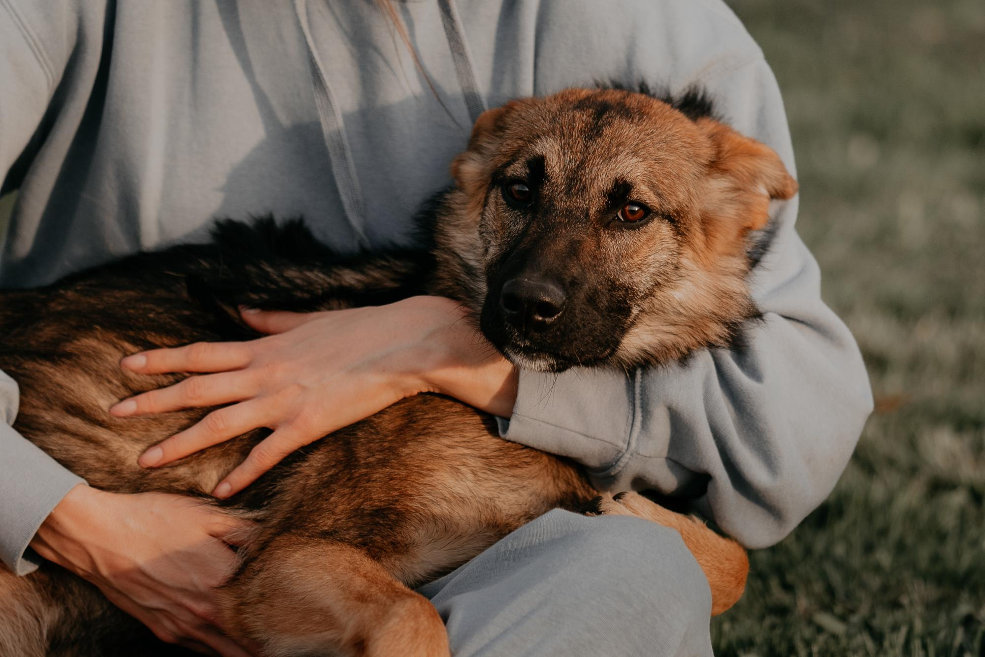 Are they looking for or have found a family. Real moments between people and their dogs