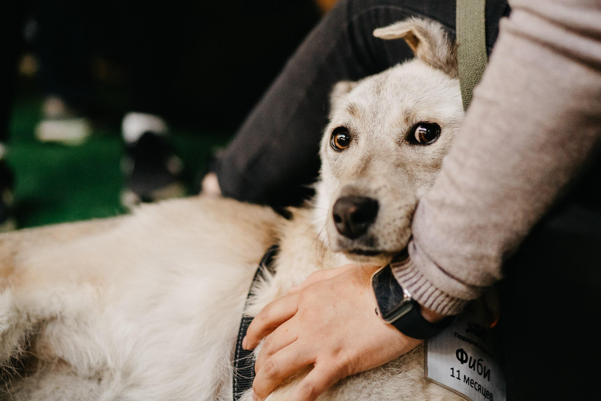 Shelter dogs. Real moments between people and their dogs