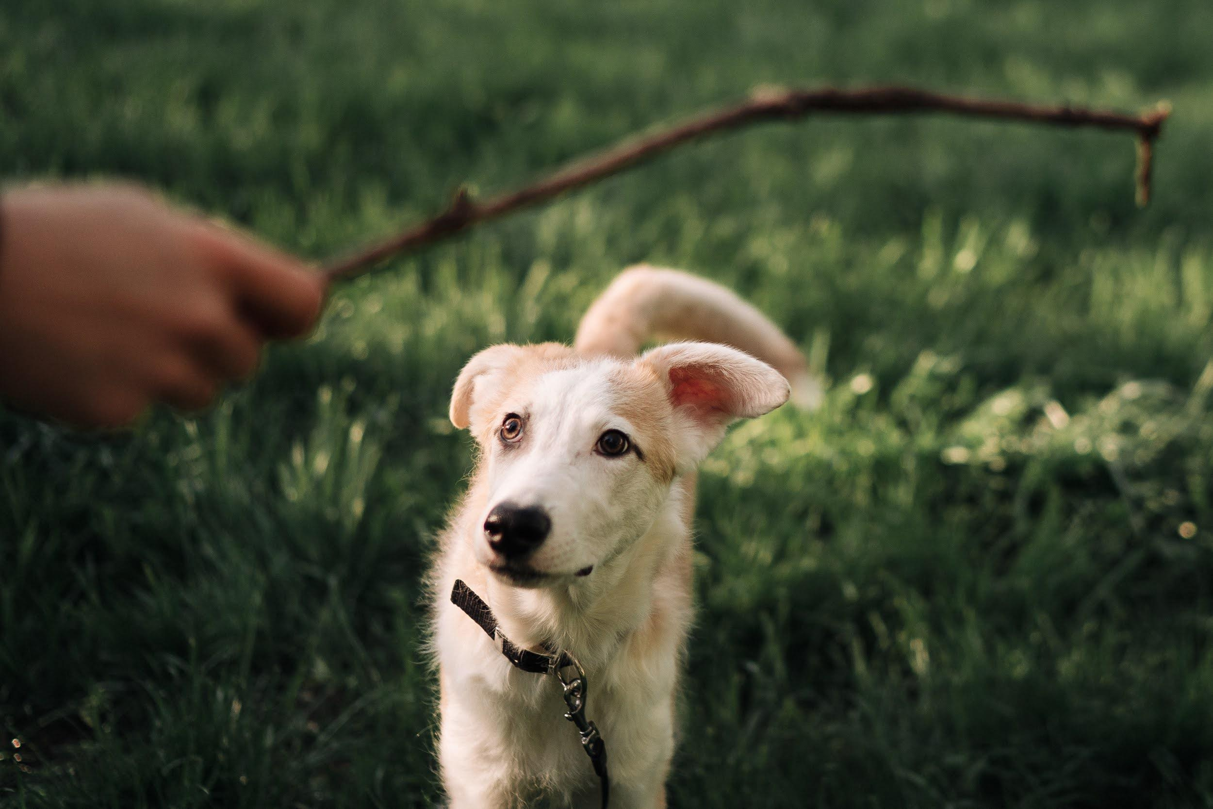 Are they looking for or have found a family. Real moments between people and their dogs
