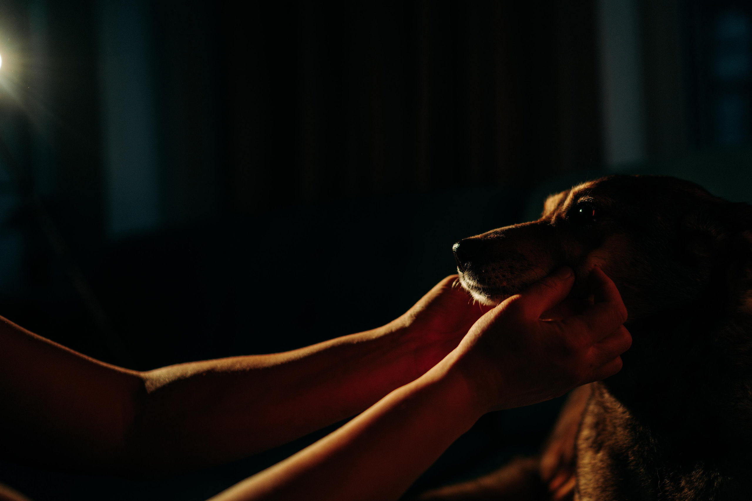 Are they looking for or have found a family. Real moments between people and their dogs