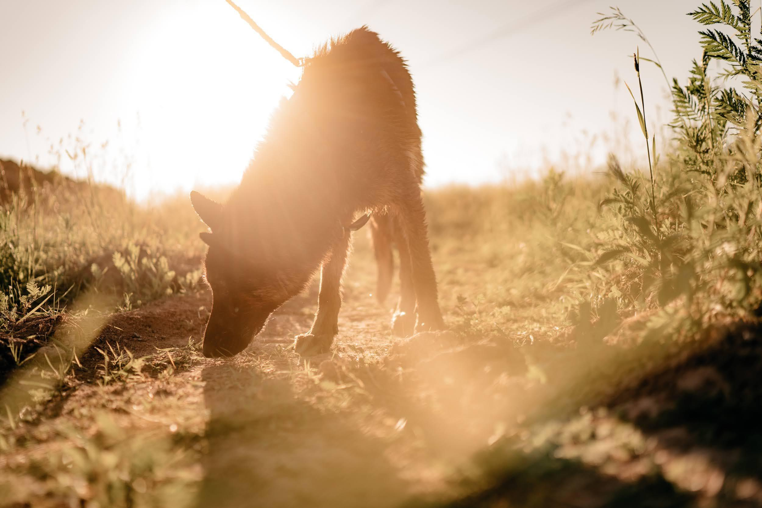 Are they looking for or have found a family. Real moments between people and their dogs