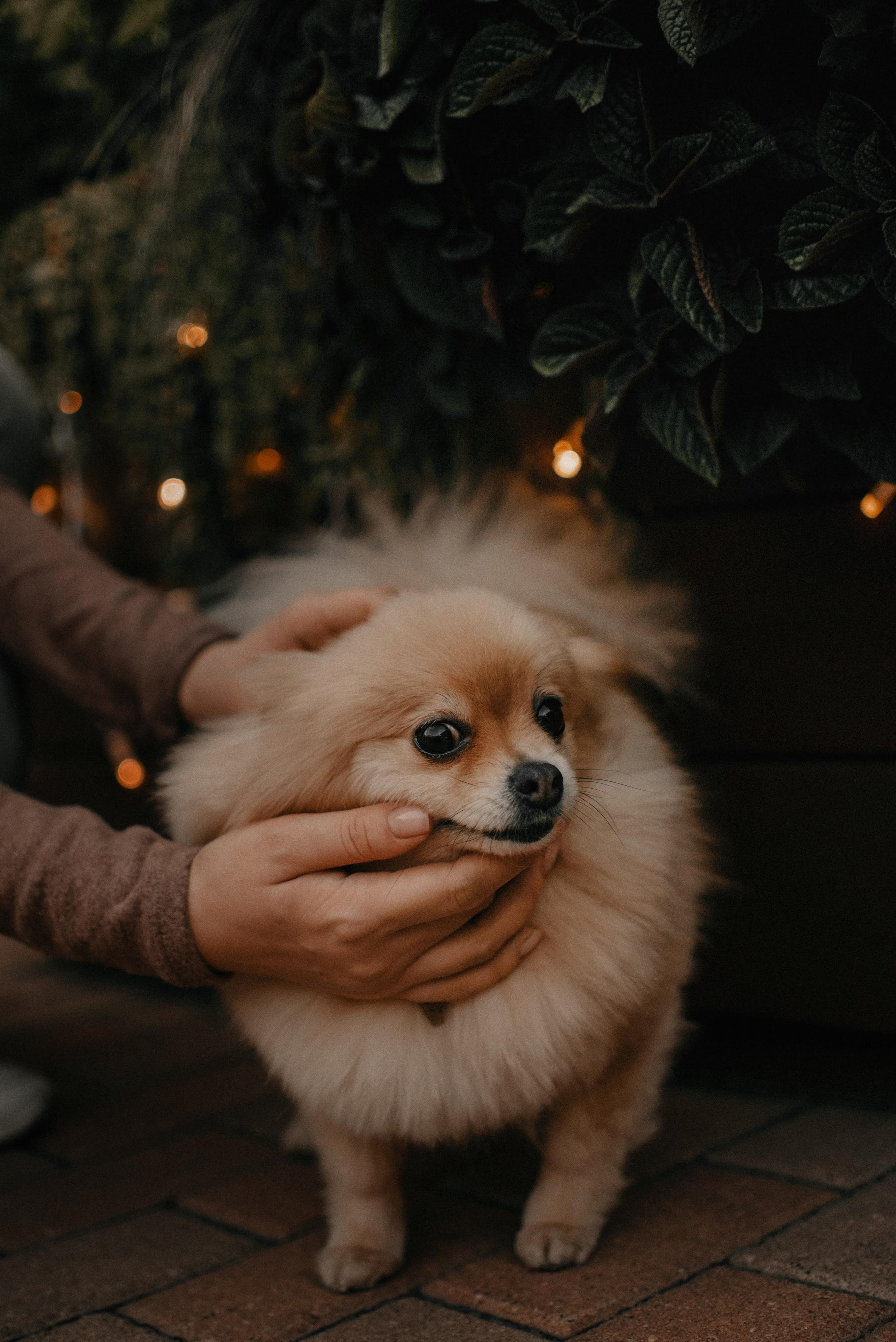 Anastasia and Vesta. Real moments between people and their dogs