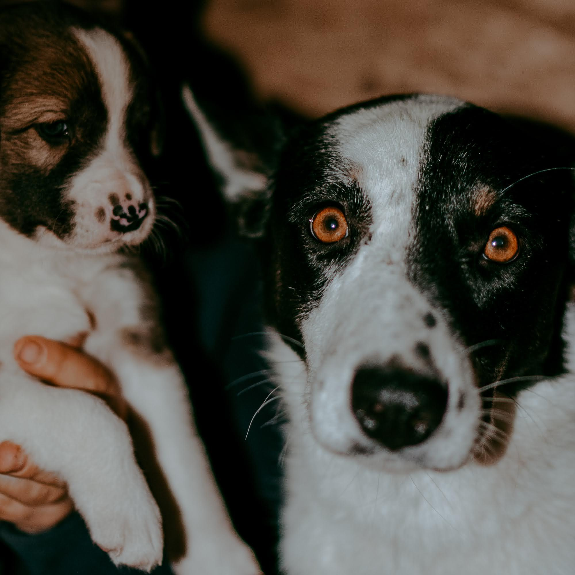 Are they looking for or have found a family. Real moments between people and their dogs