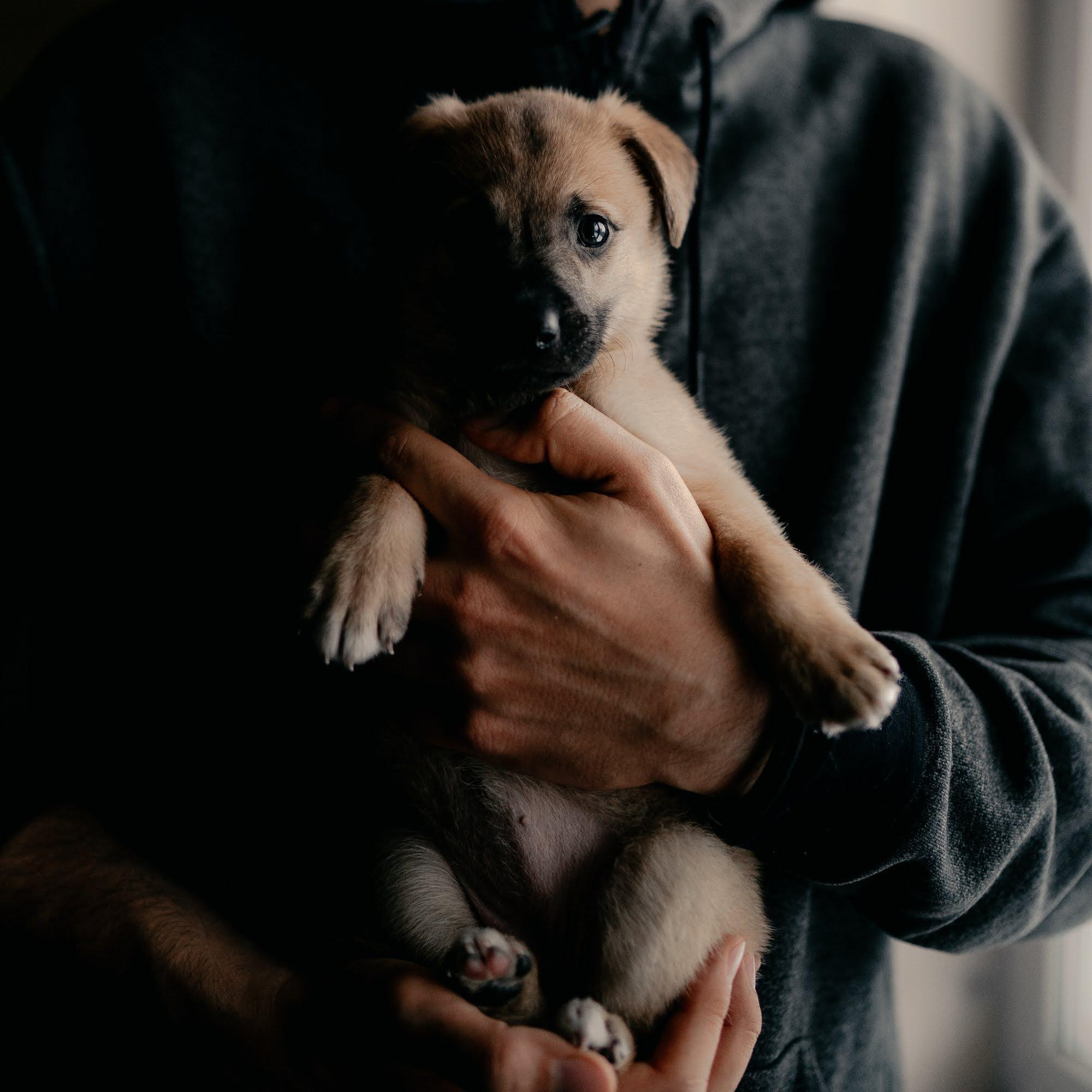 Are they looking for or have found a family. Real moments between people and their dogs