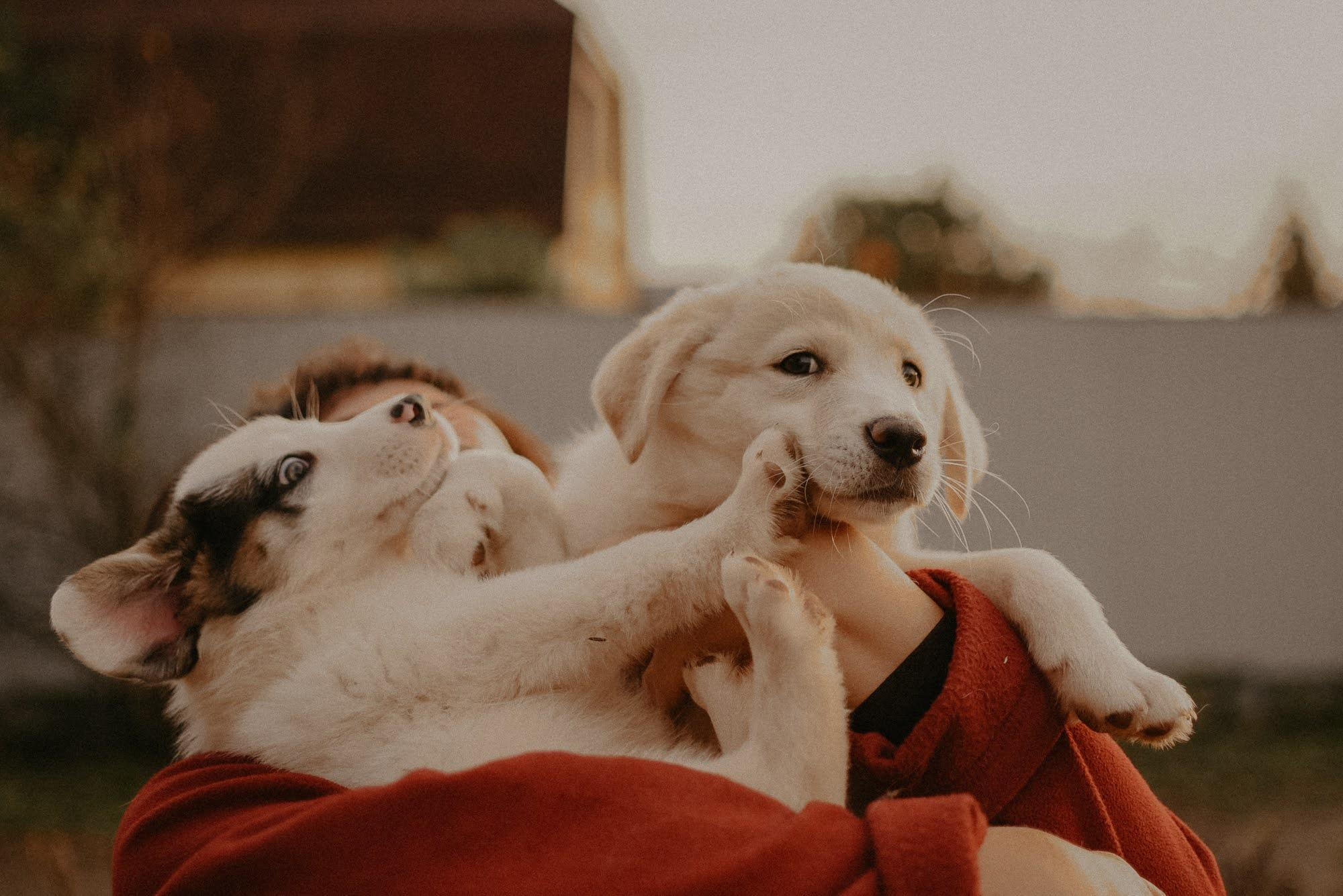Are they looking for or have found a family. Real moments between people and their dogs