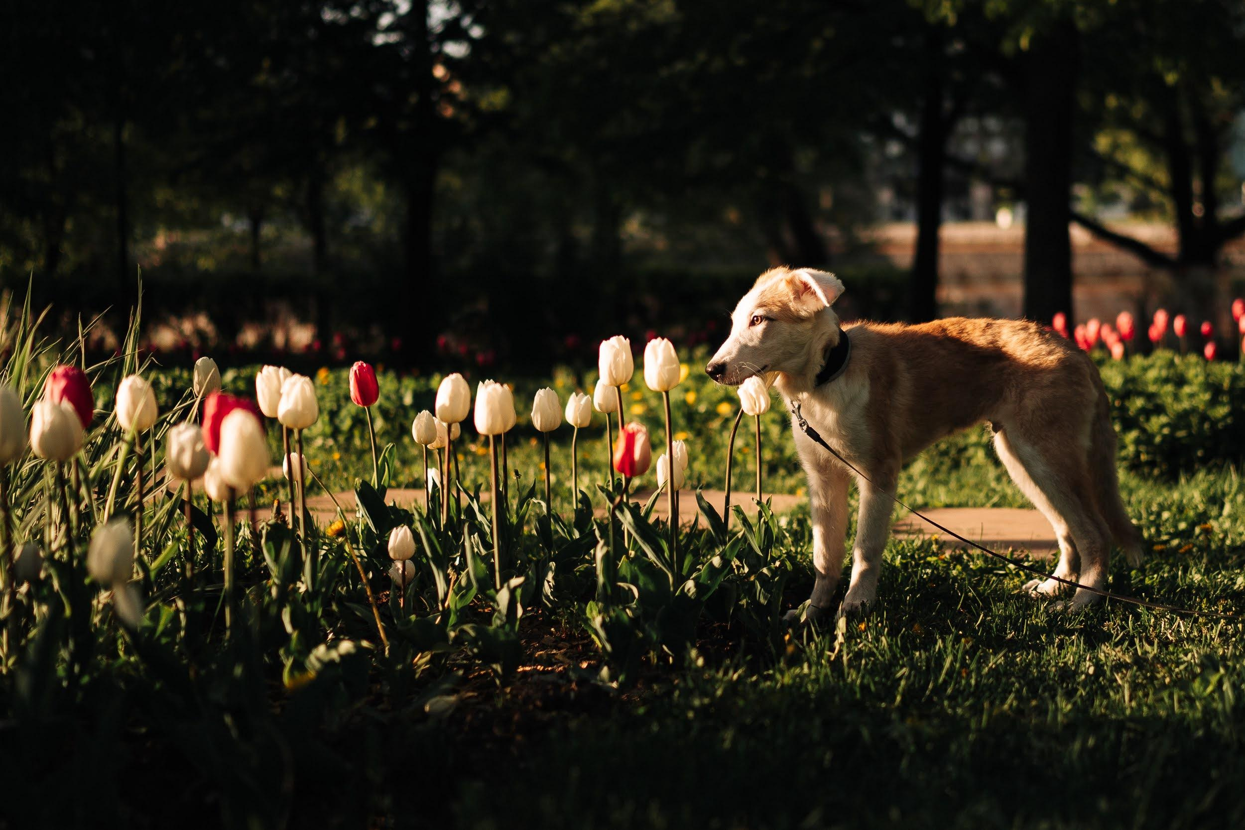 Are they looking for or have found a family. Real moments between people and their dogs