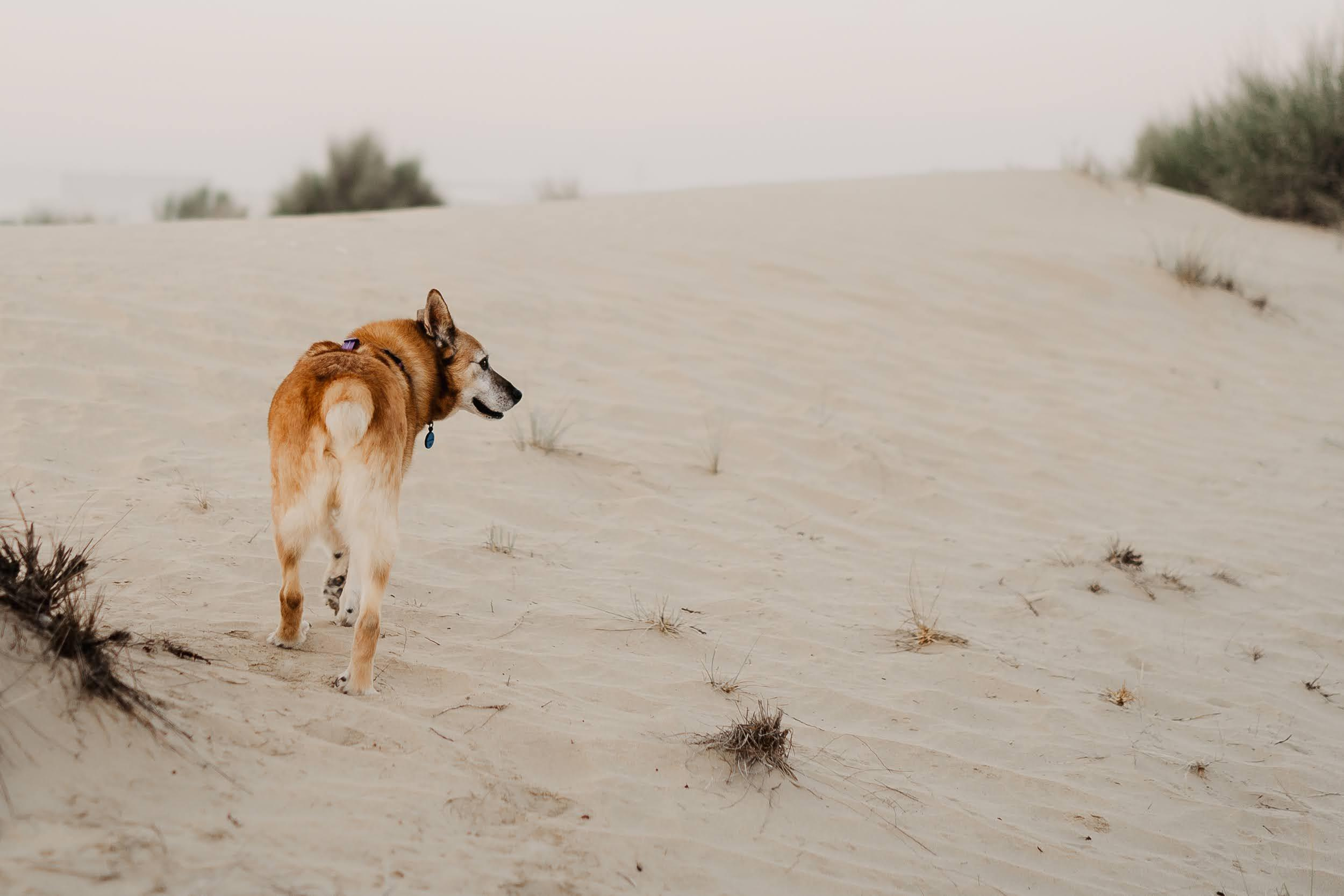 Violet and Hvostik. Real moments between people and their dogs