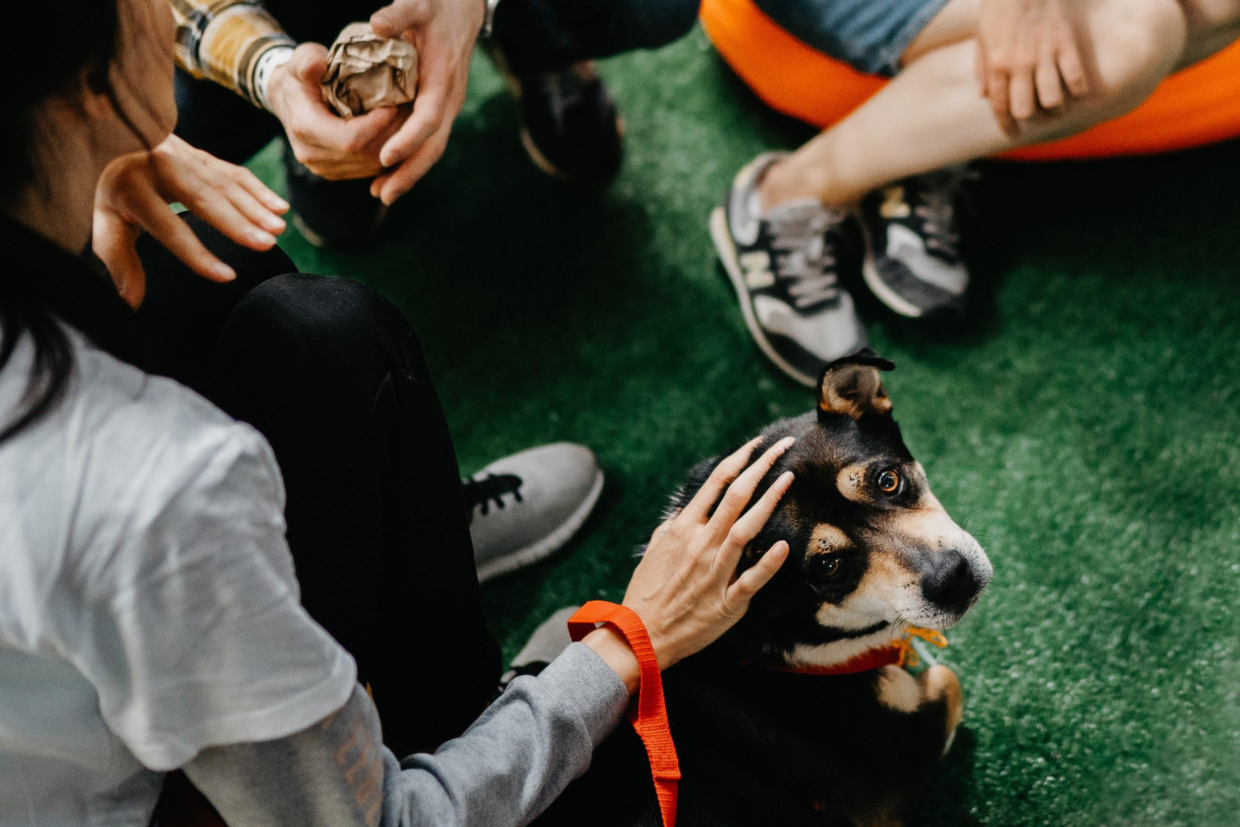 Shelter dogs. Real moments between people and their dogs