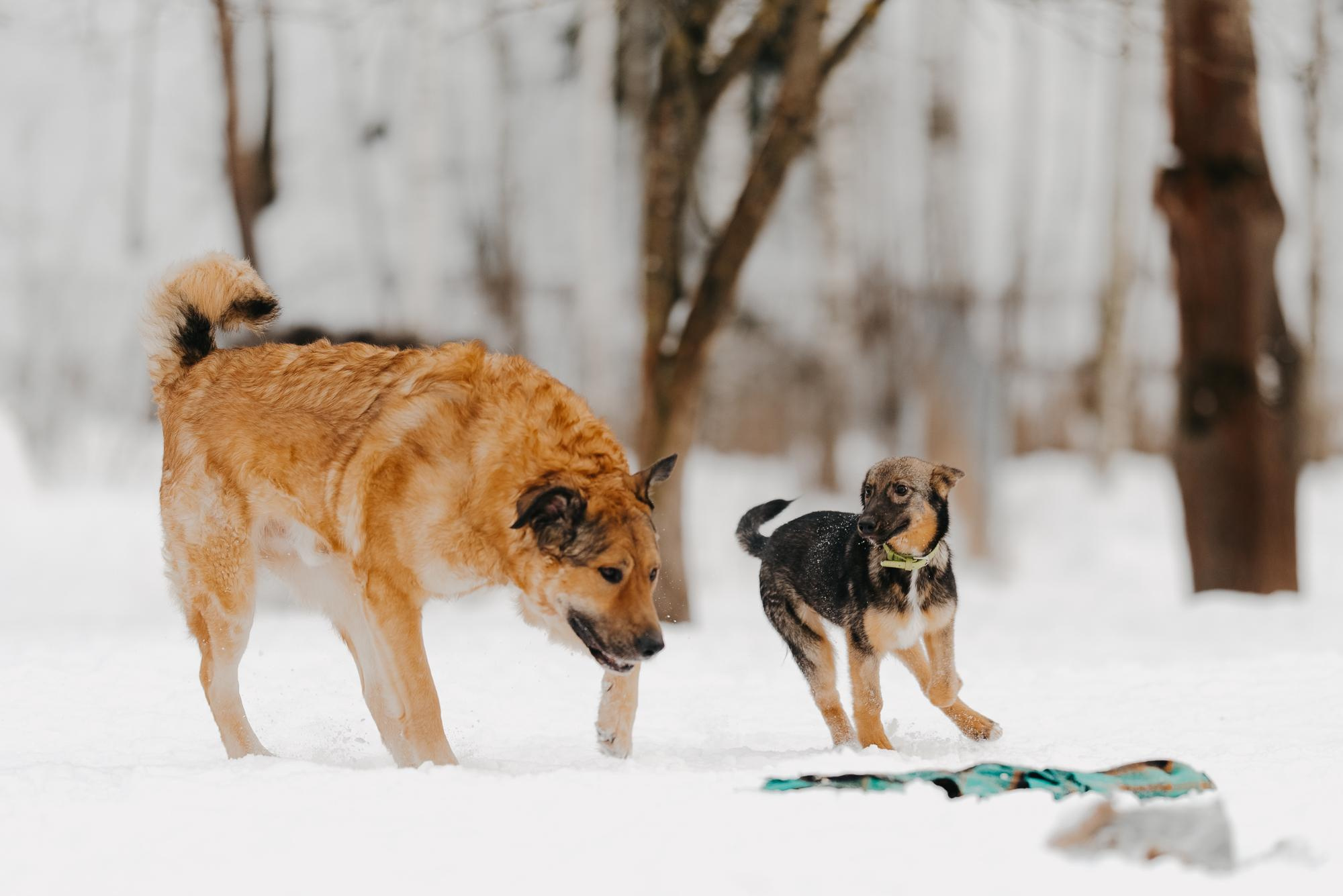 Are they looking for or have found a family. Real moments between people and their dogs