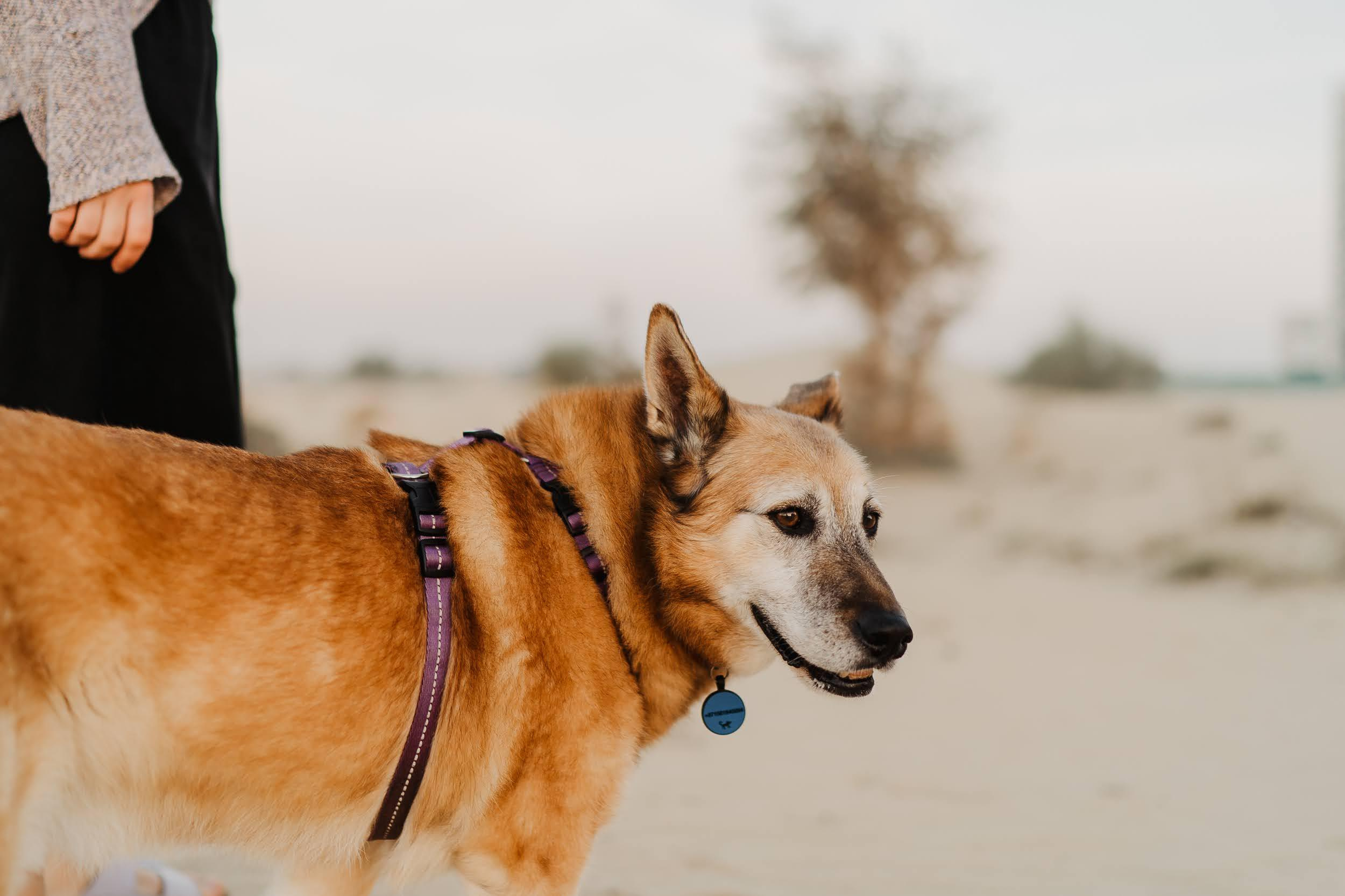 Violet and Hvostik. Real moments between people and their dogs