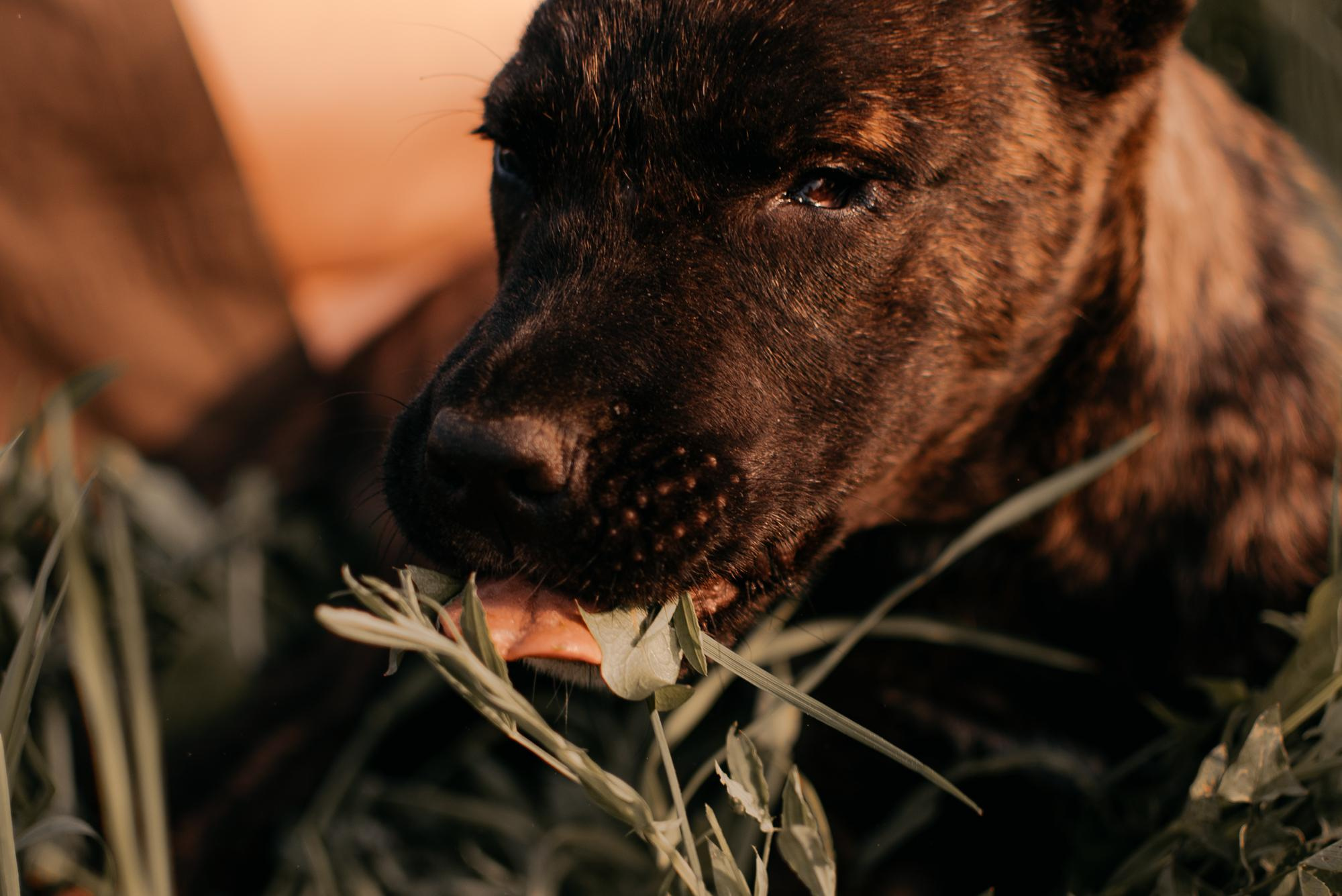 Are they looking for or have found a family. Real moments between people and their dogs