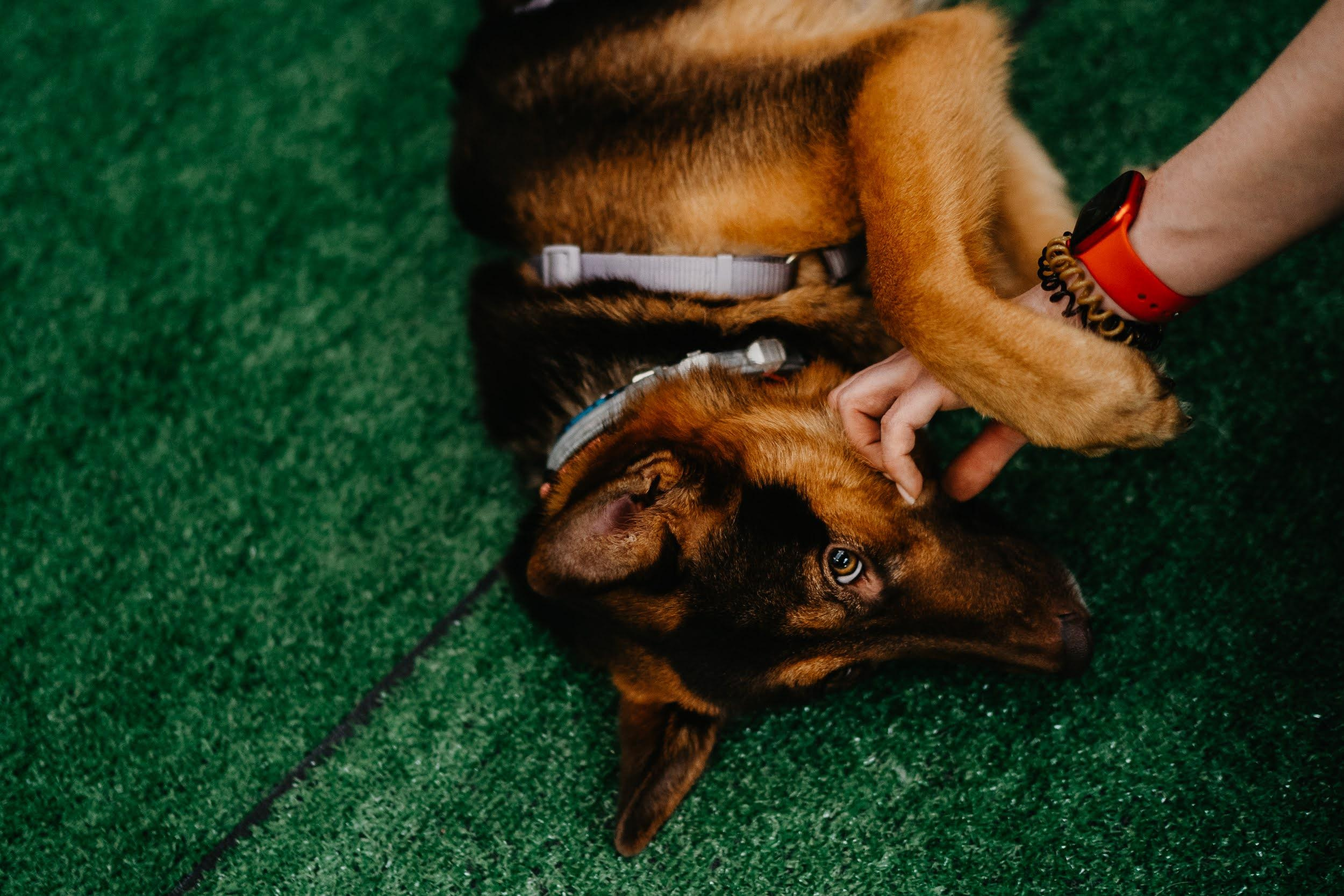 Shelter dogs. Real moments between people and their dogs