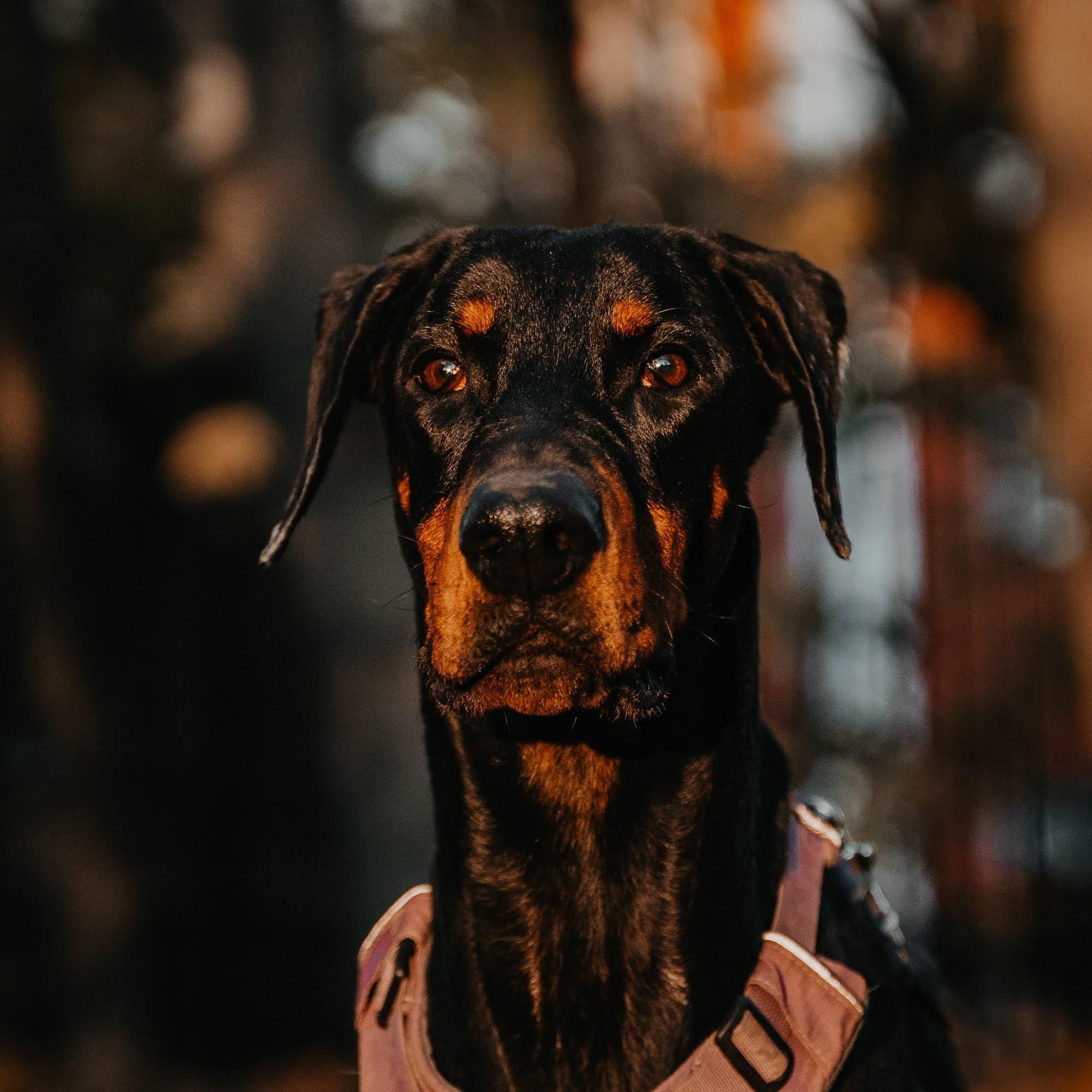 Are they looking for or have found a family. Real moments between people and their dogs