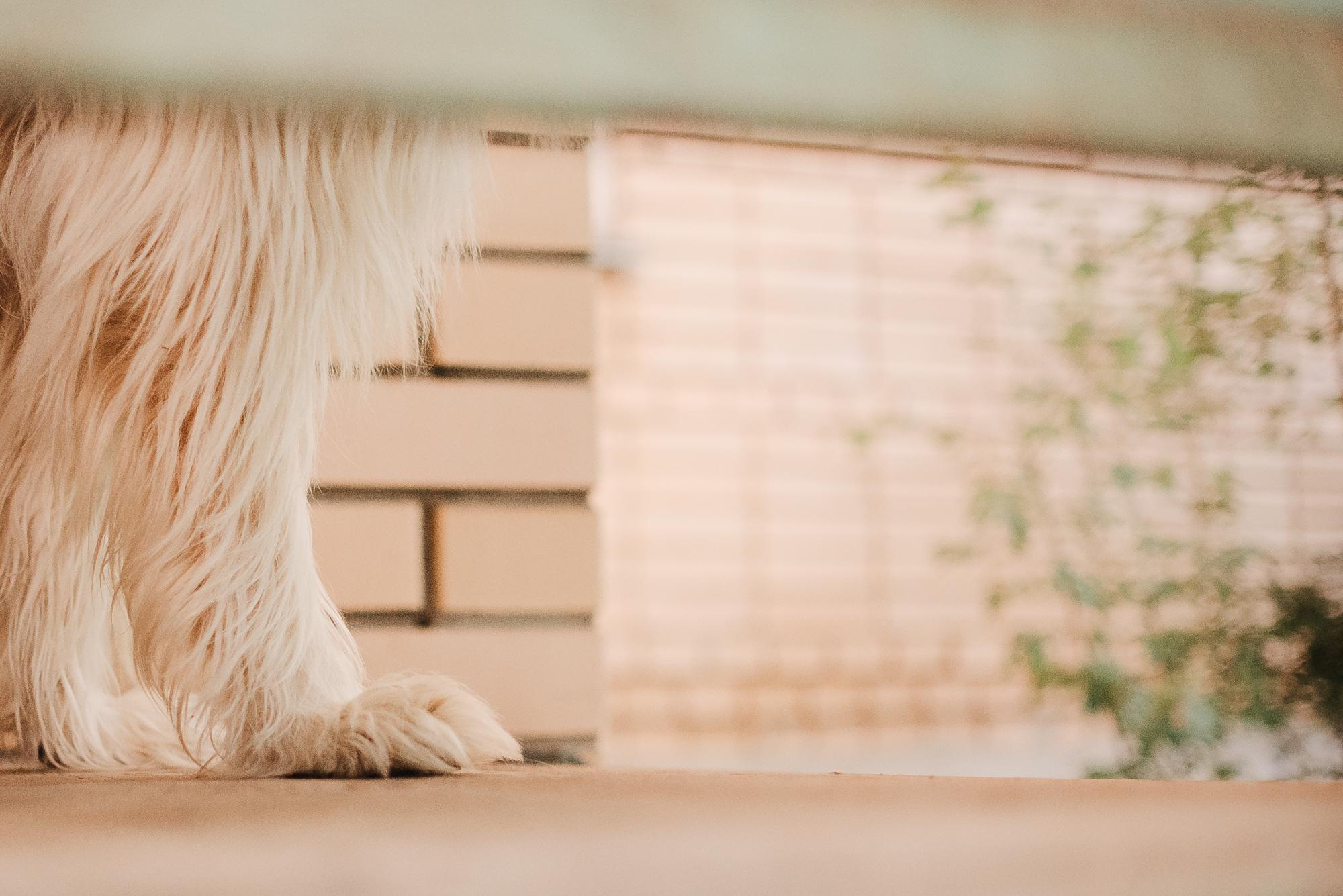 Julia and Marta. Real moments between people and their dogs