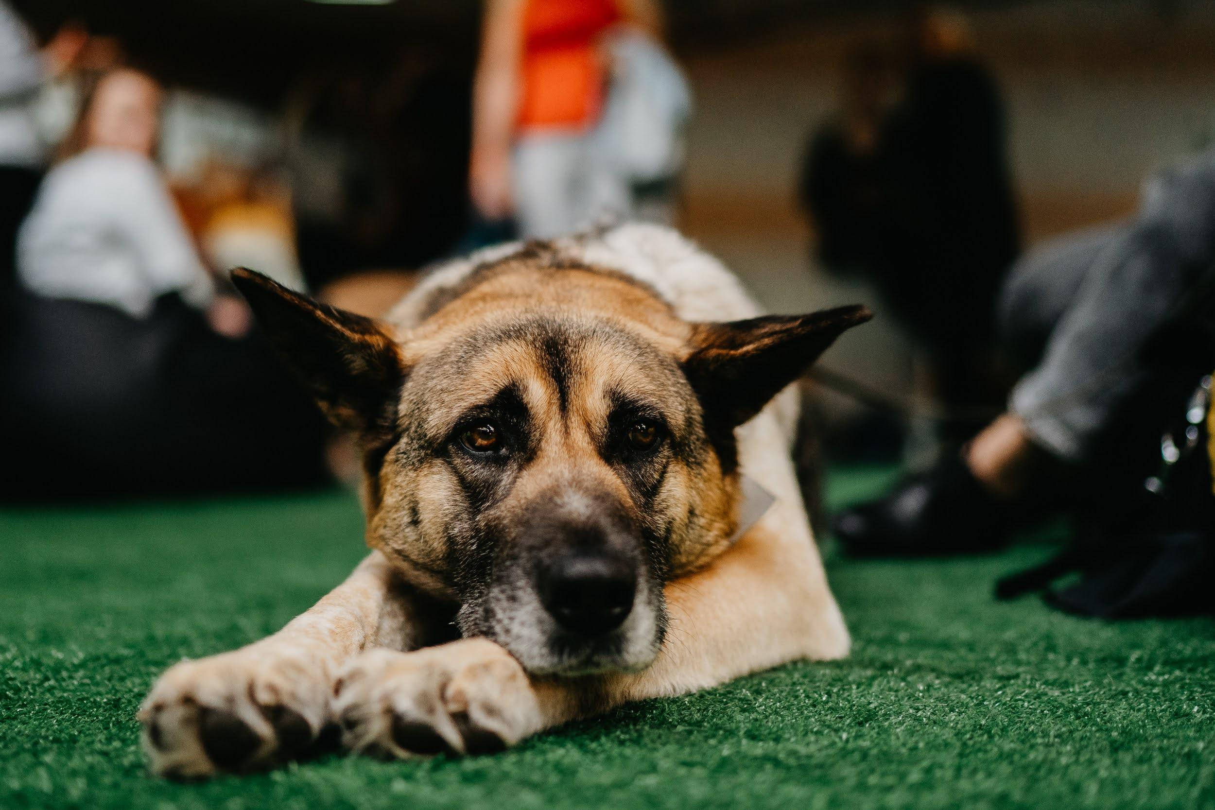 Shelter dogs. Real moments between people and their dogs