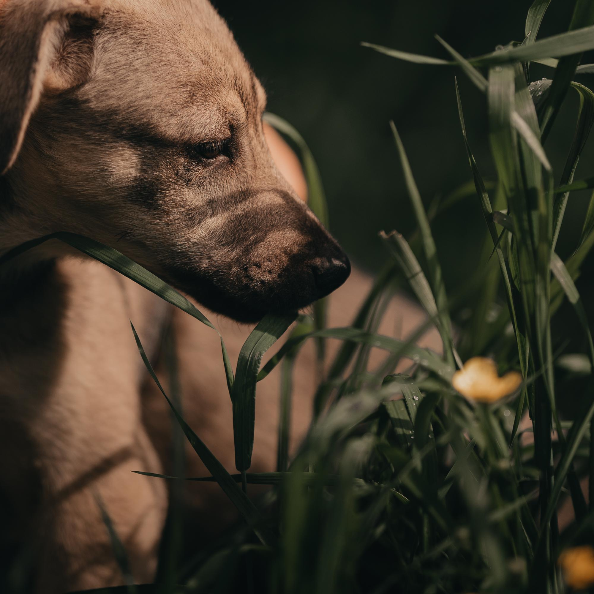 Are they looking for or have found a family. Real moments between people and their dogs
