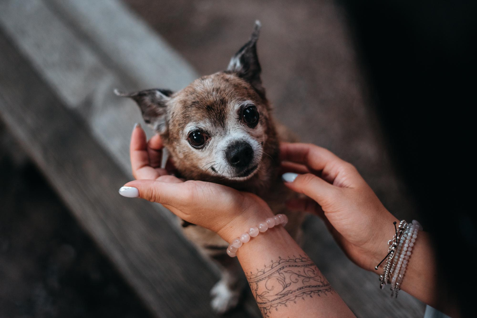 Elena and Vegas. Real moments between people and their dogs