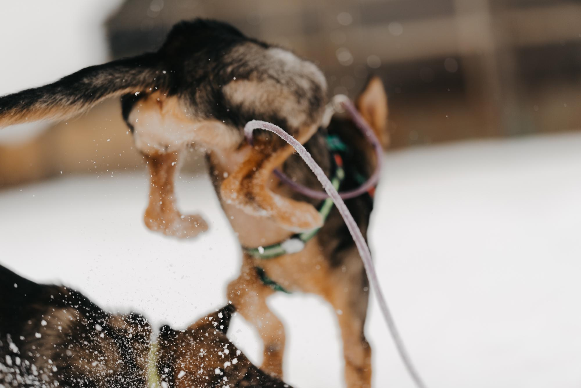 Are they looking for or have found a family. Real moments between people and their dogs