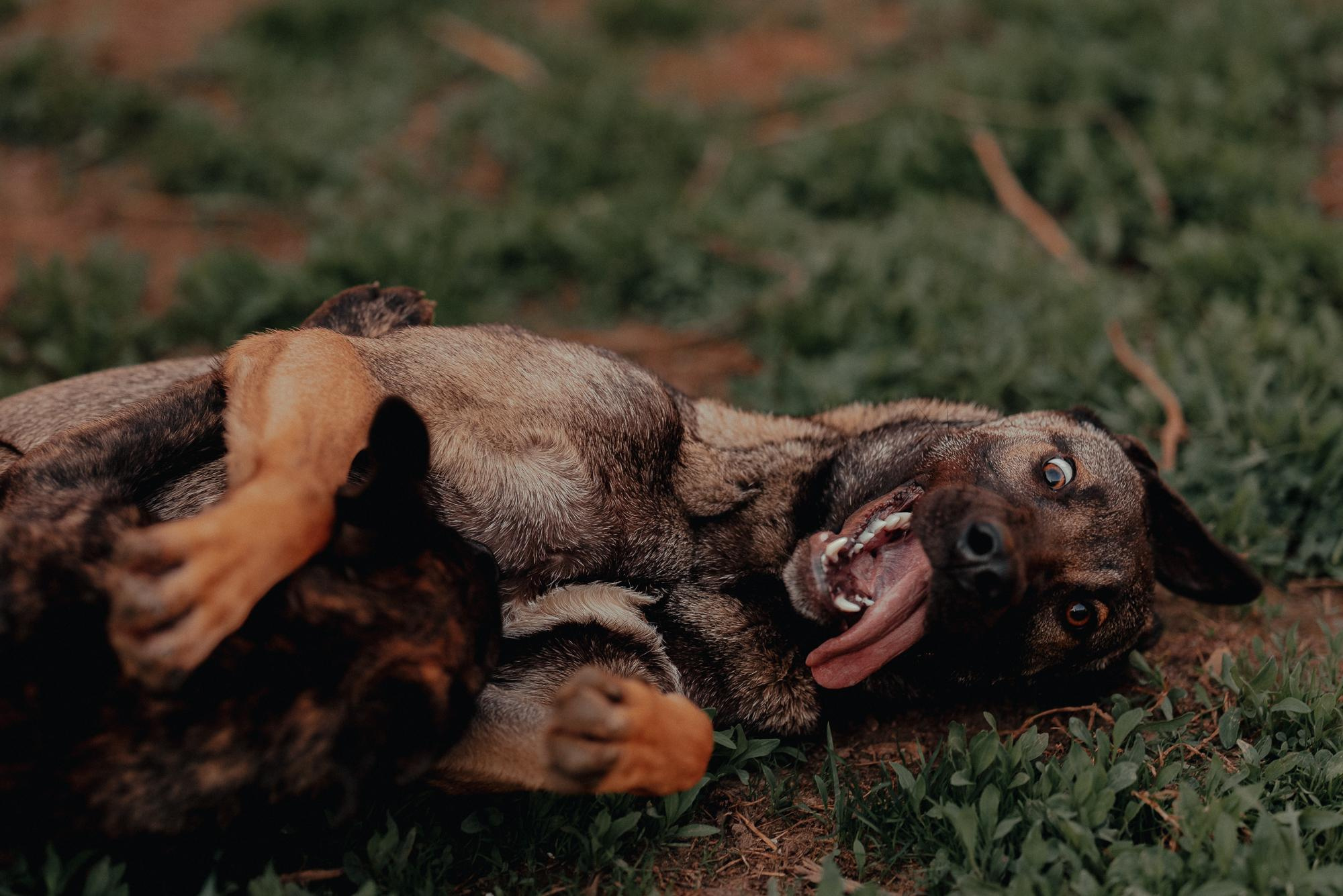 Are they looking for or have found a family. Real moments between people and their dogs