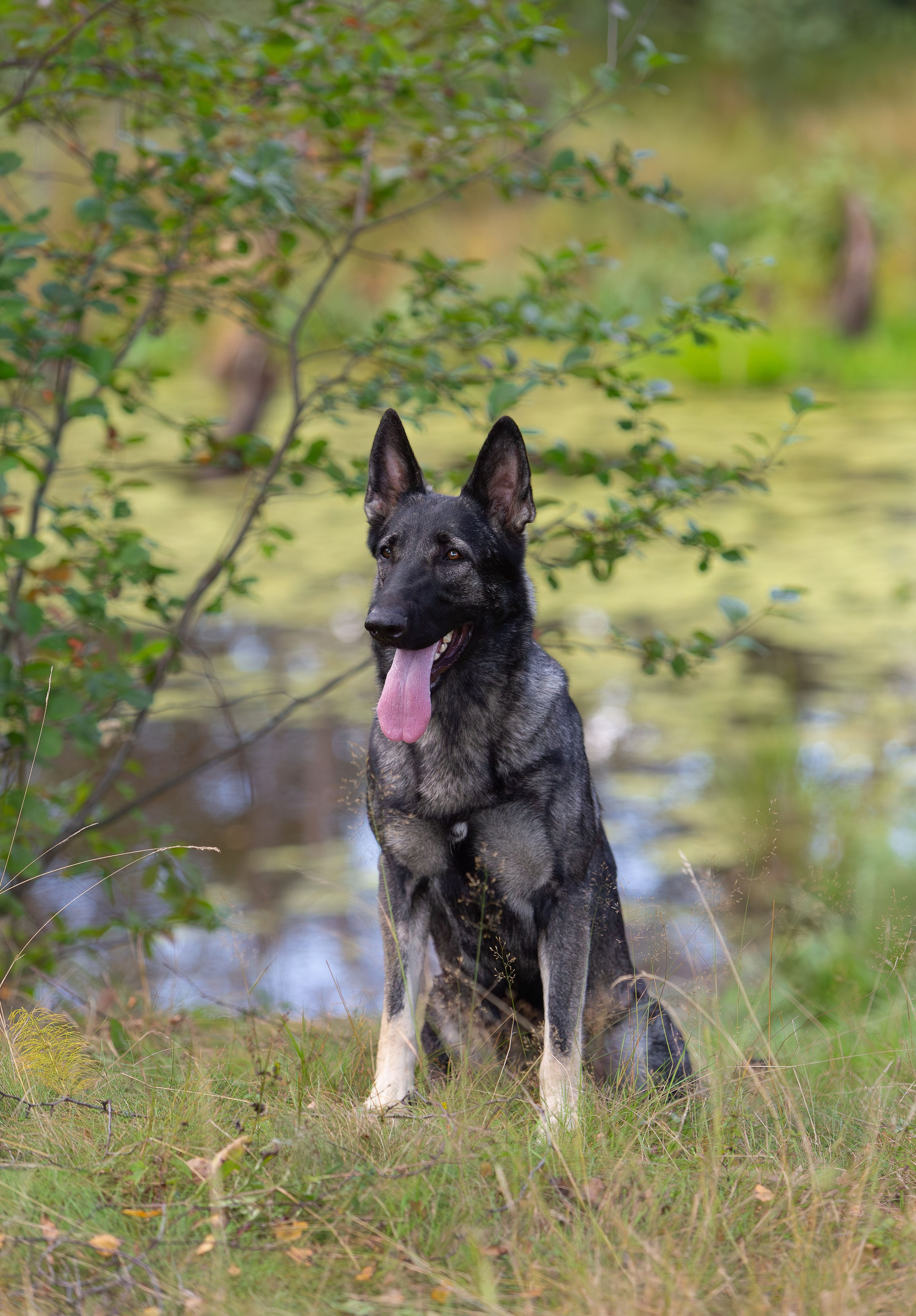 Корги и ВЕО осенью. Фотограф-анималист в Москве, МО и Владимире