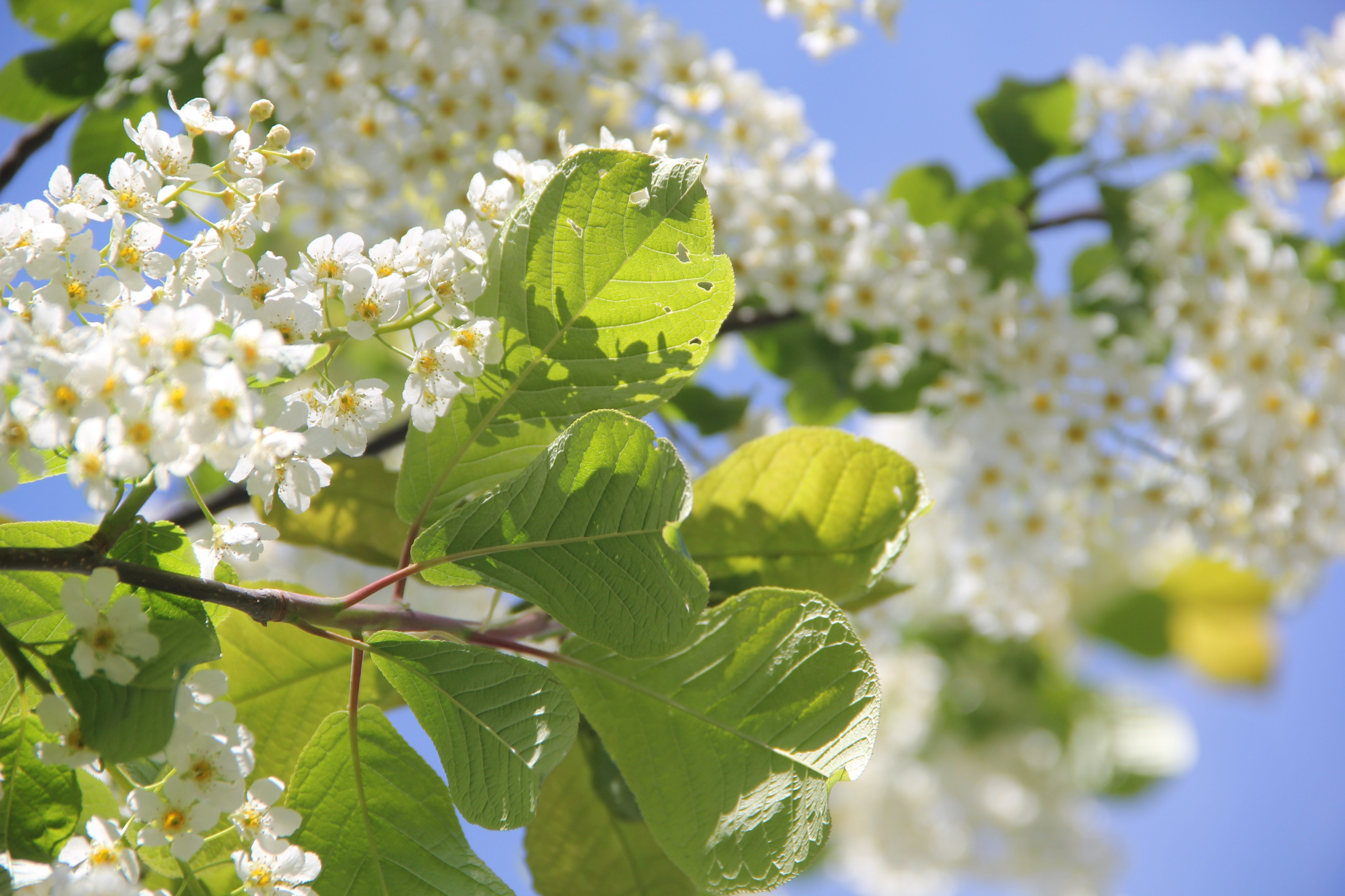 Весна. Ваш фотограф Северск | Томск
