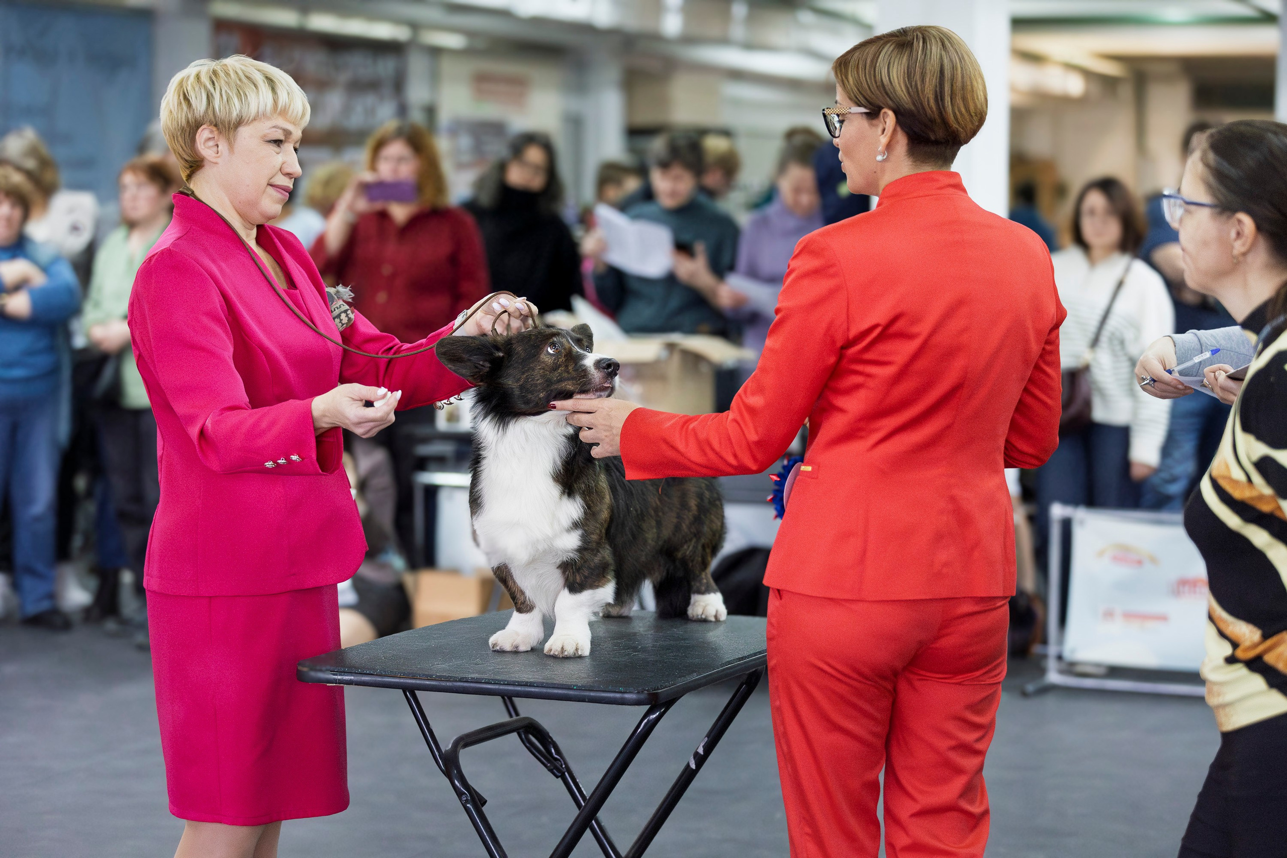 Националка ВКК 2024. Фотограф анималист, семейный фотограф, фотограф собак Комратова Мария. г. Москва
