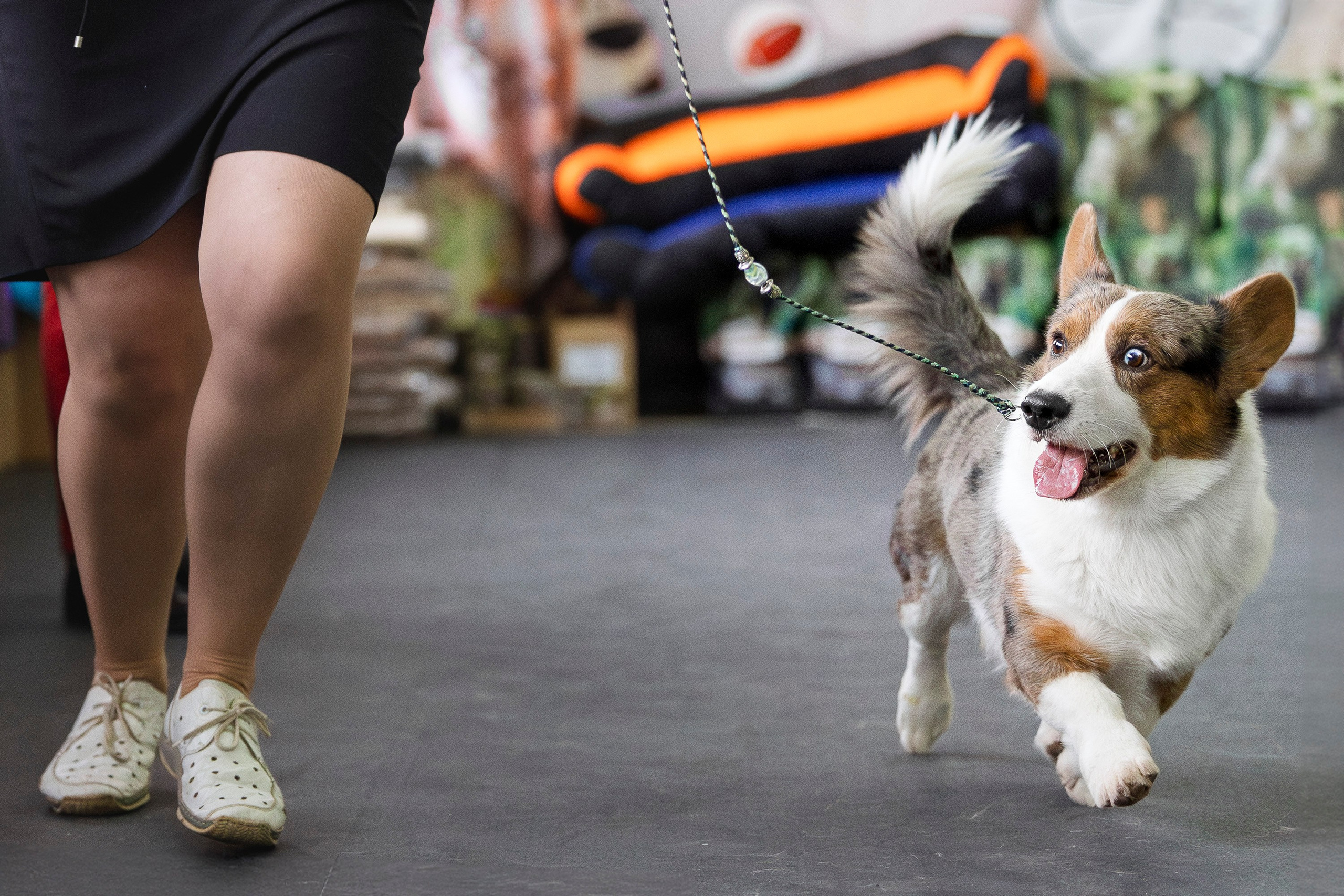 Националка ВКК 2024. Фотограф анималист, семейный фотограф, фотограф собак Комратова Мария. г. Москва