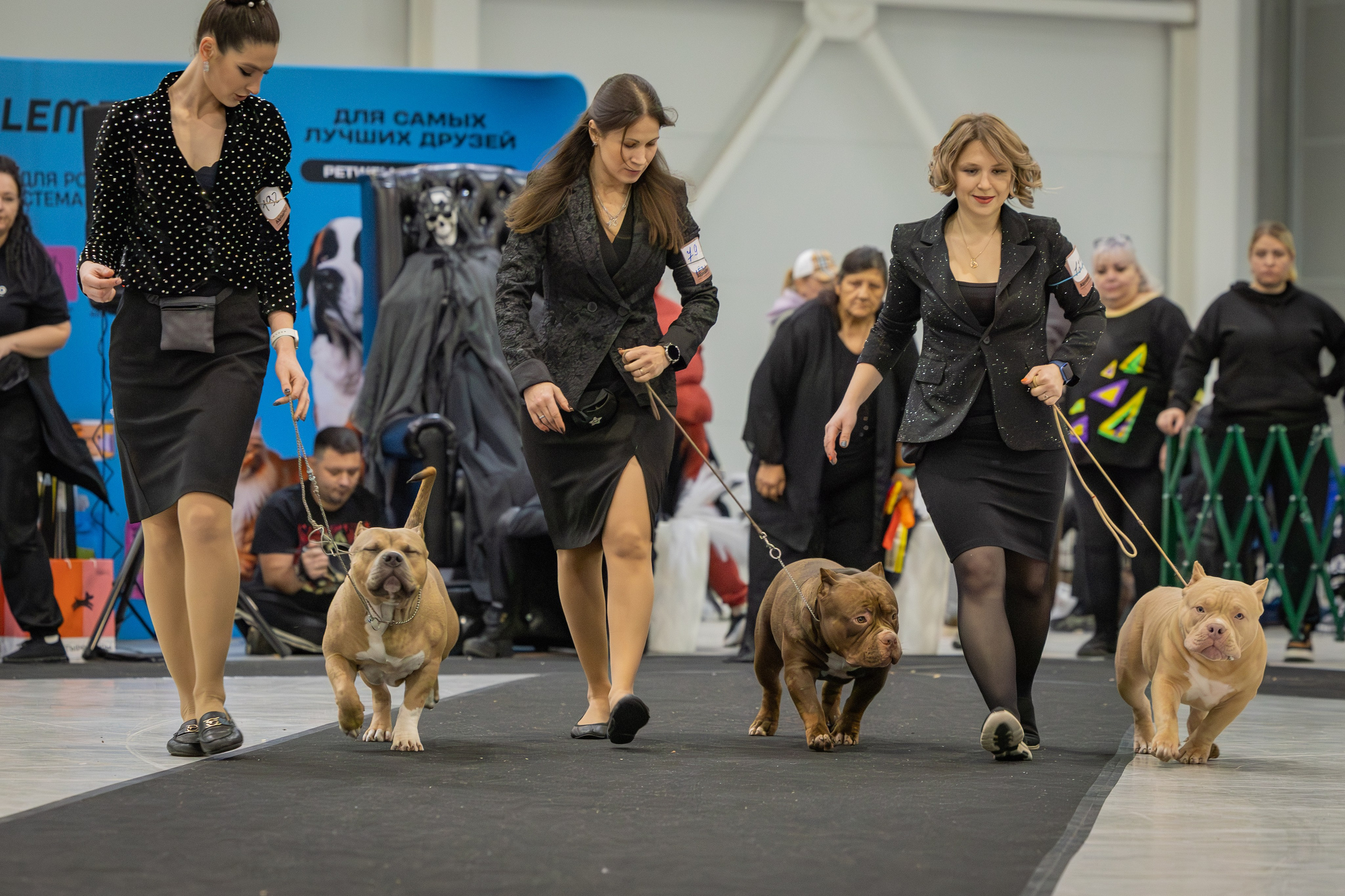 АВКС. Виктория Михайловская. Фотограф-анималист. Москва