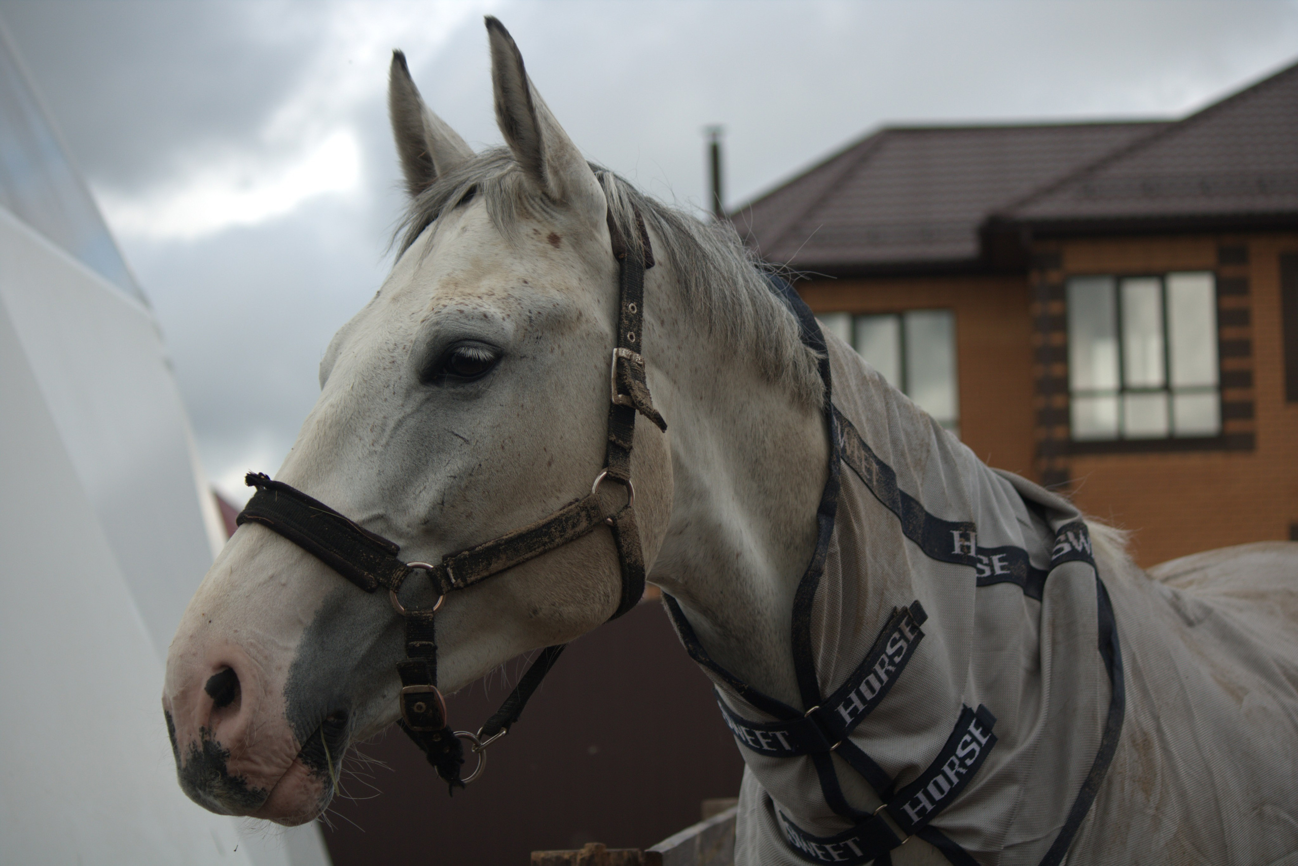 Белый конь,  портрет