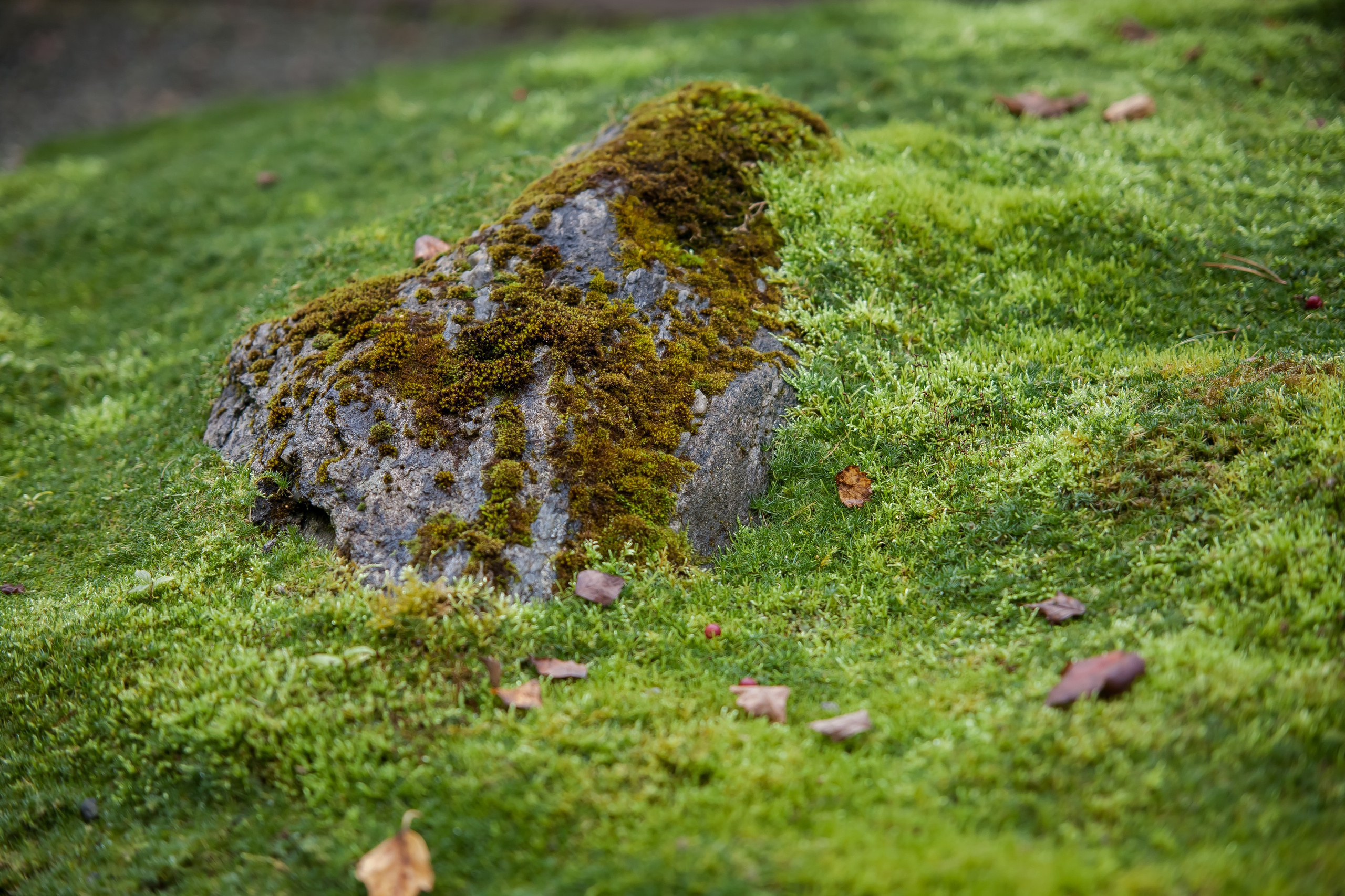 ОСТОРОЖНО МОХ. Туманов Виталий — фотограф Москва